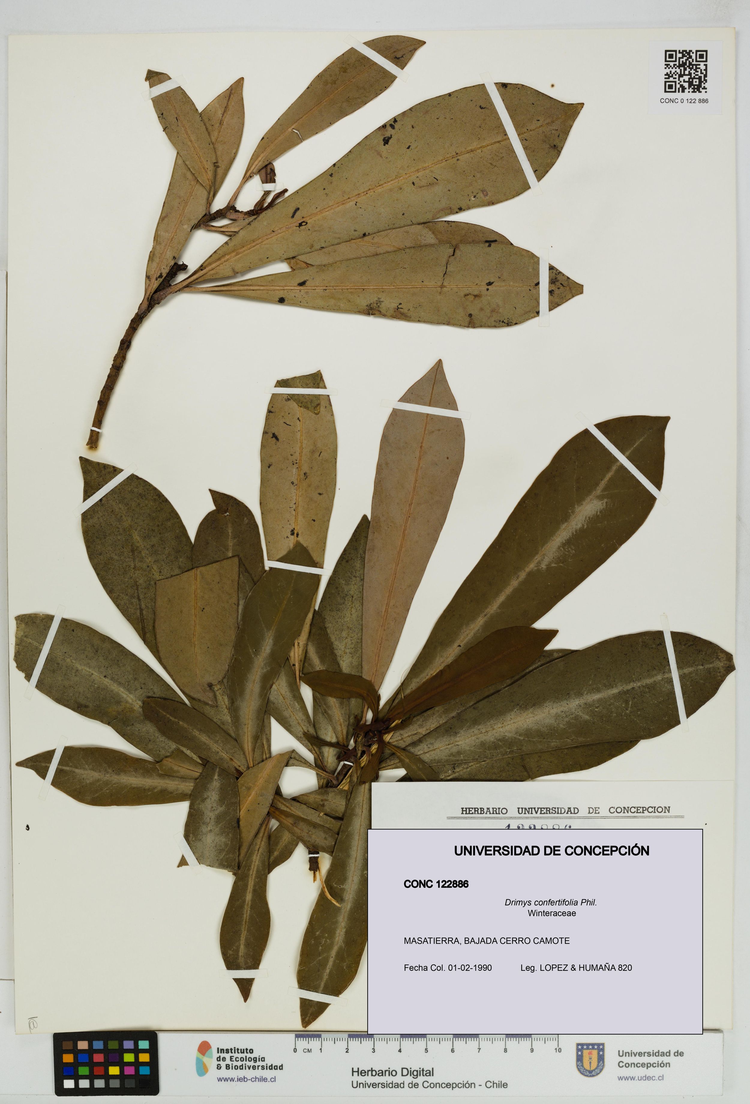 Drimys confertifolia [Espécimen: ]