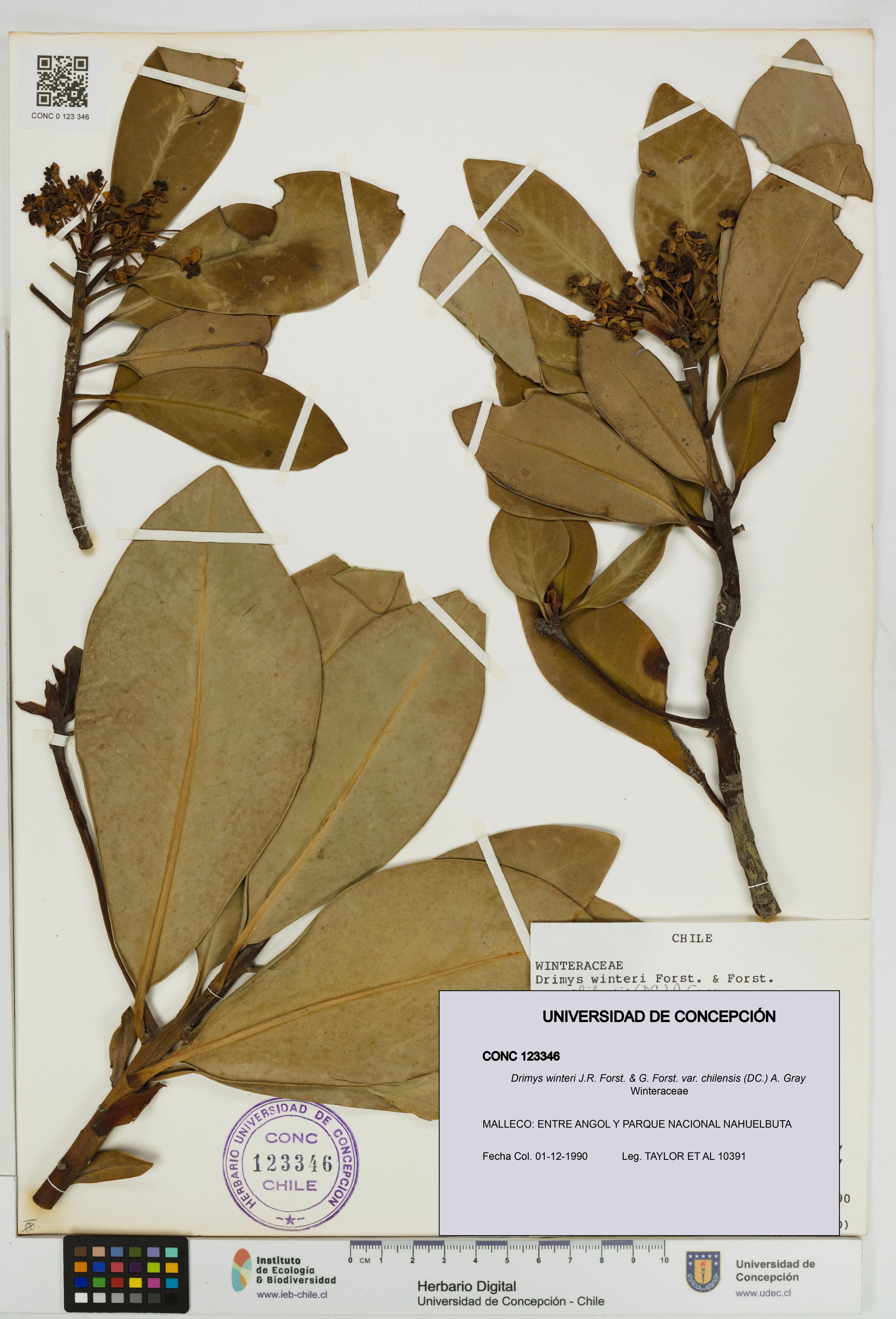 Drimys winteri var. chilensis [Espécimen: ]