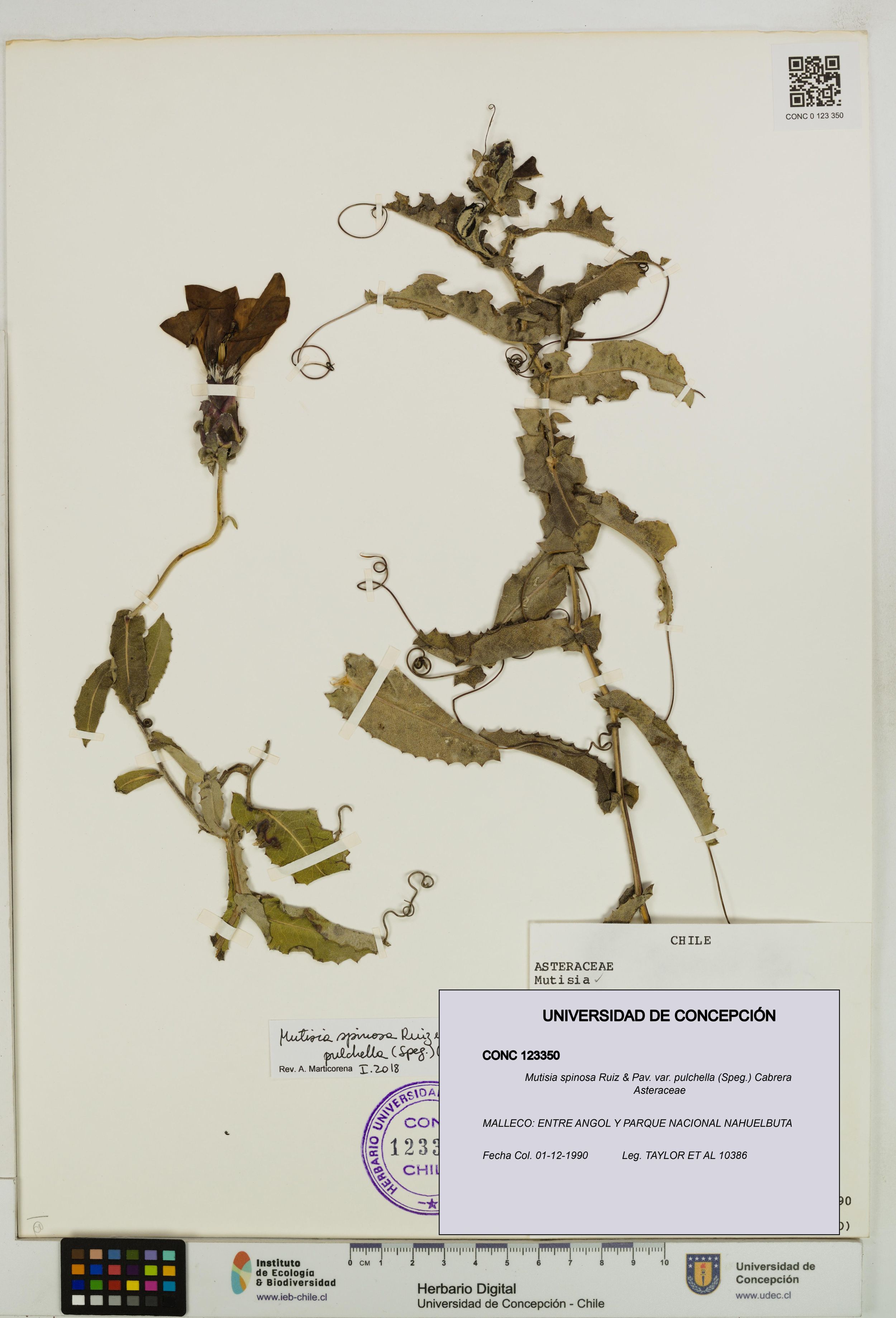 Mutisia spinosa var. pulchella [Espécimen: ]