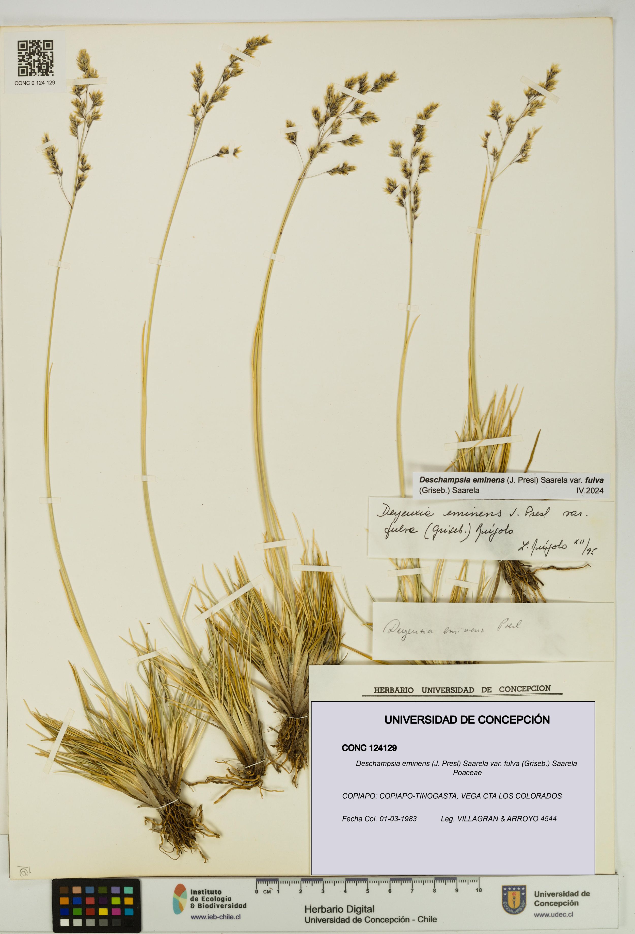 Deschampsia eminens [Espécimen: ]