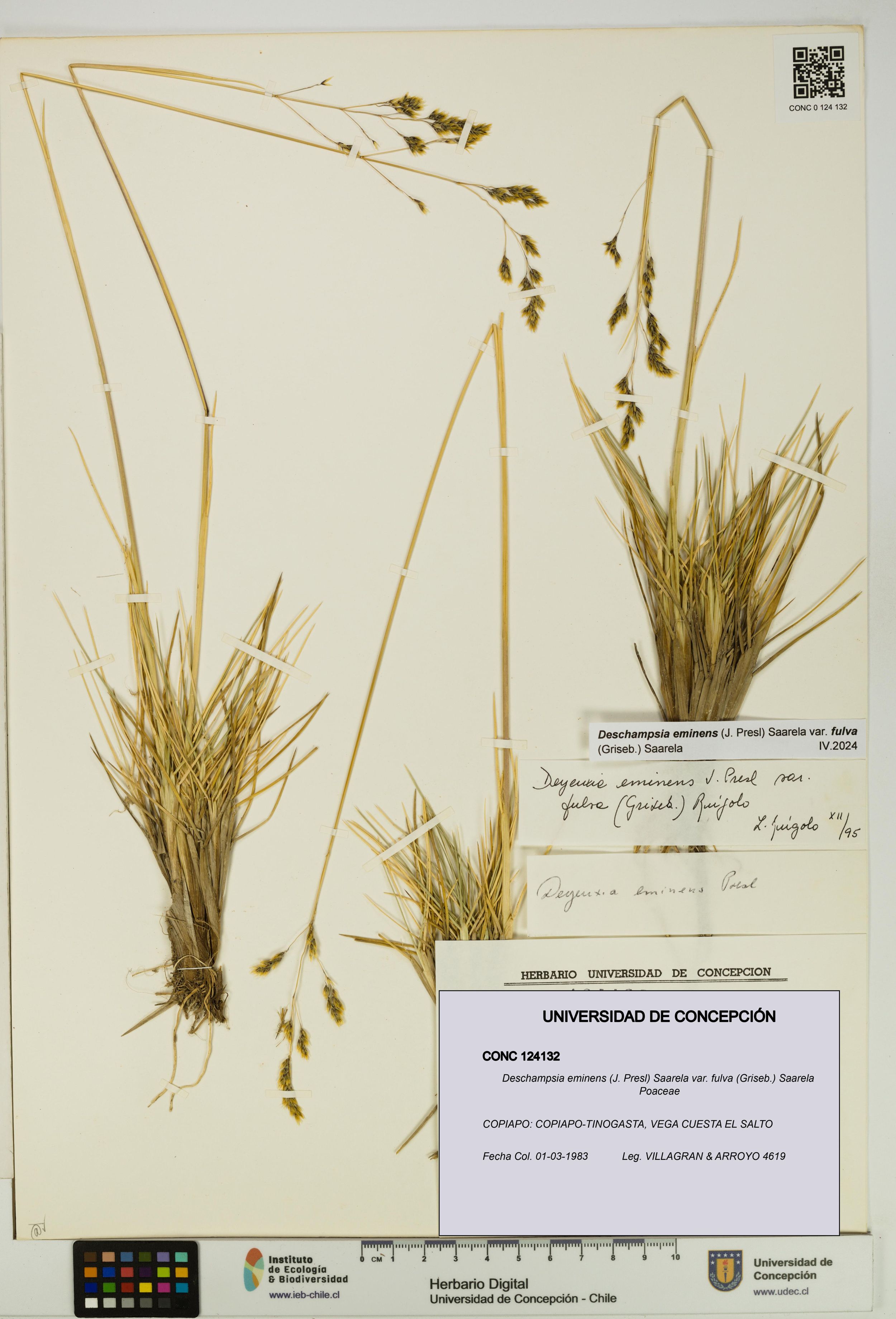 Deschampsia eminens [Espécimen: ]