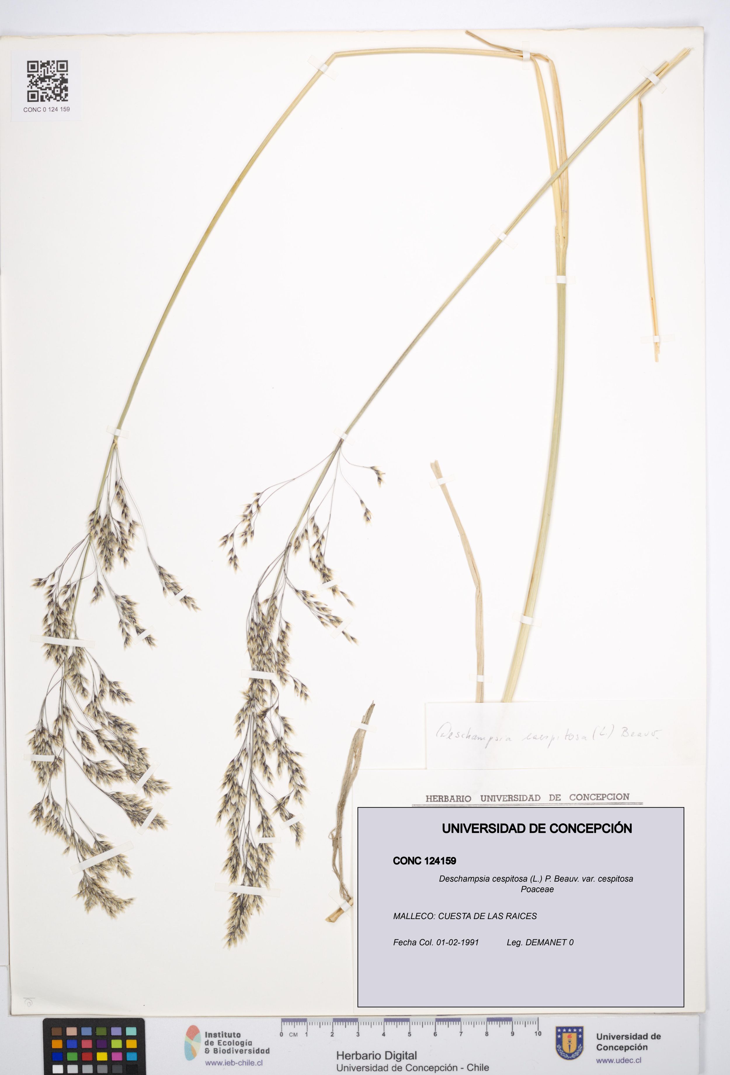 Deschampsia cespitosa var. cespitosa [Espécimen: ]