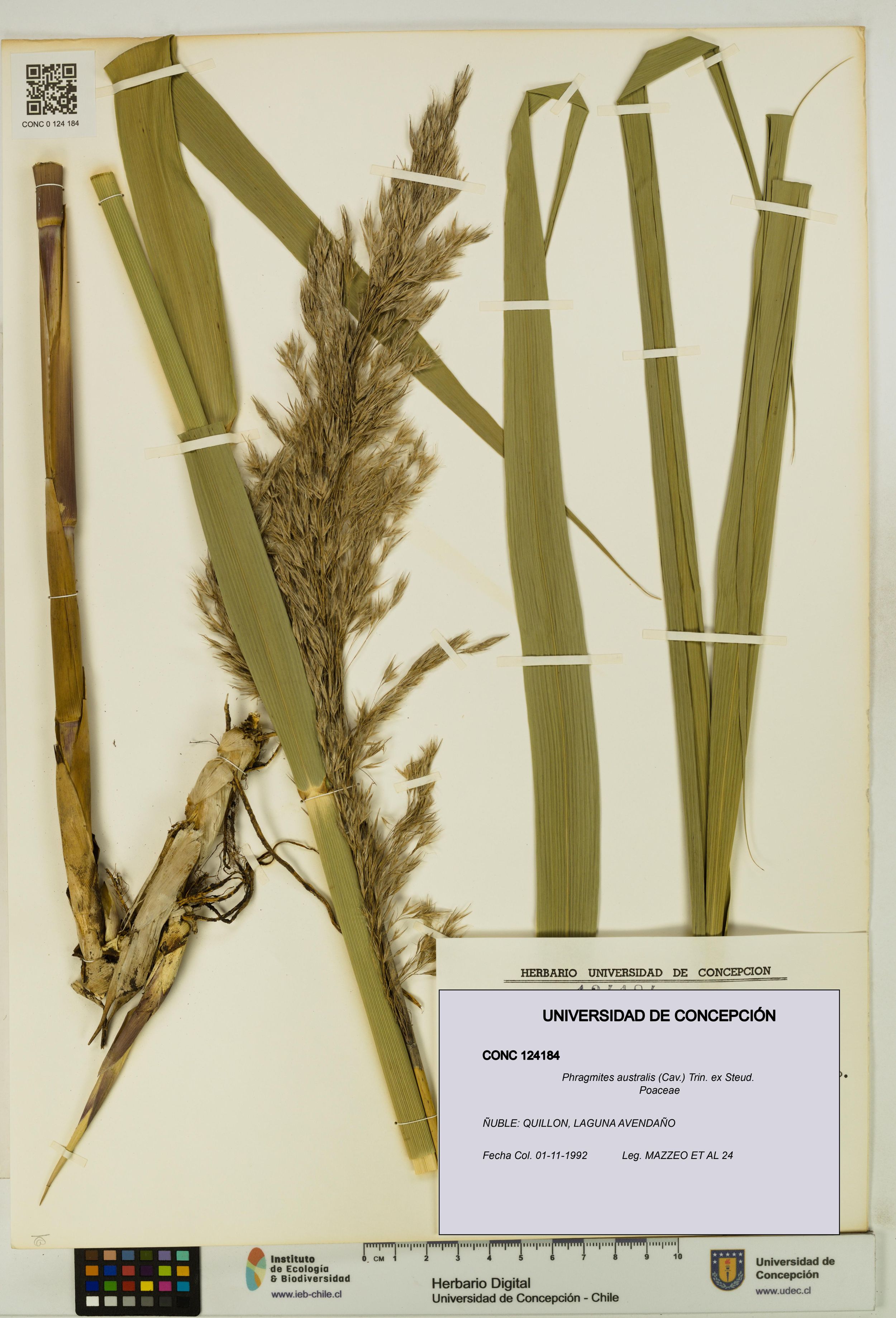 Phragmites australis [Espécimen: ]