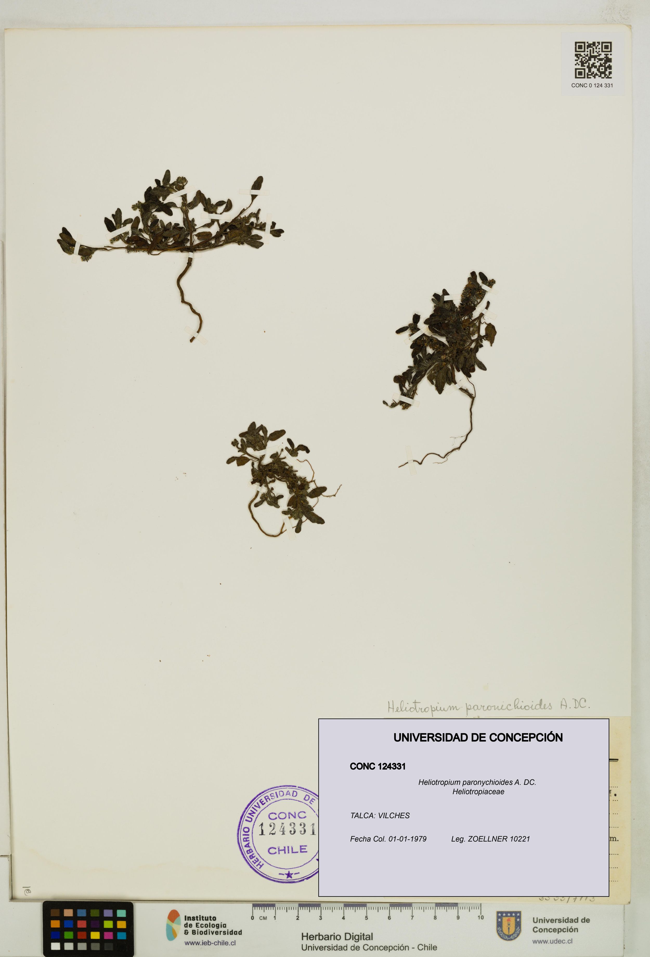 Heliotropium paronychioides [Espécimen: ]