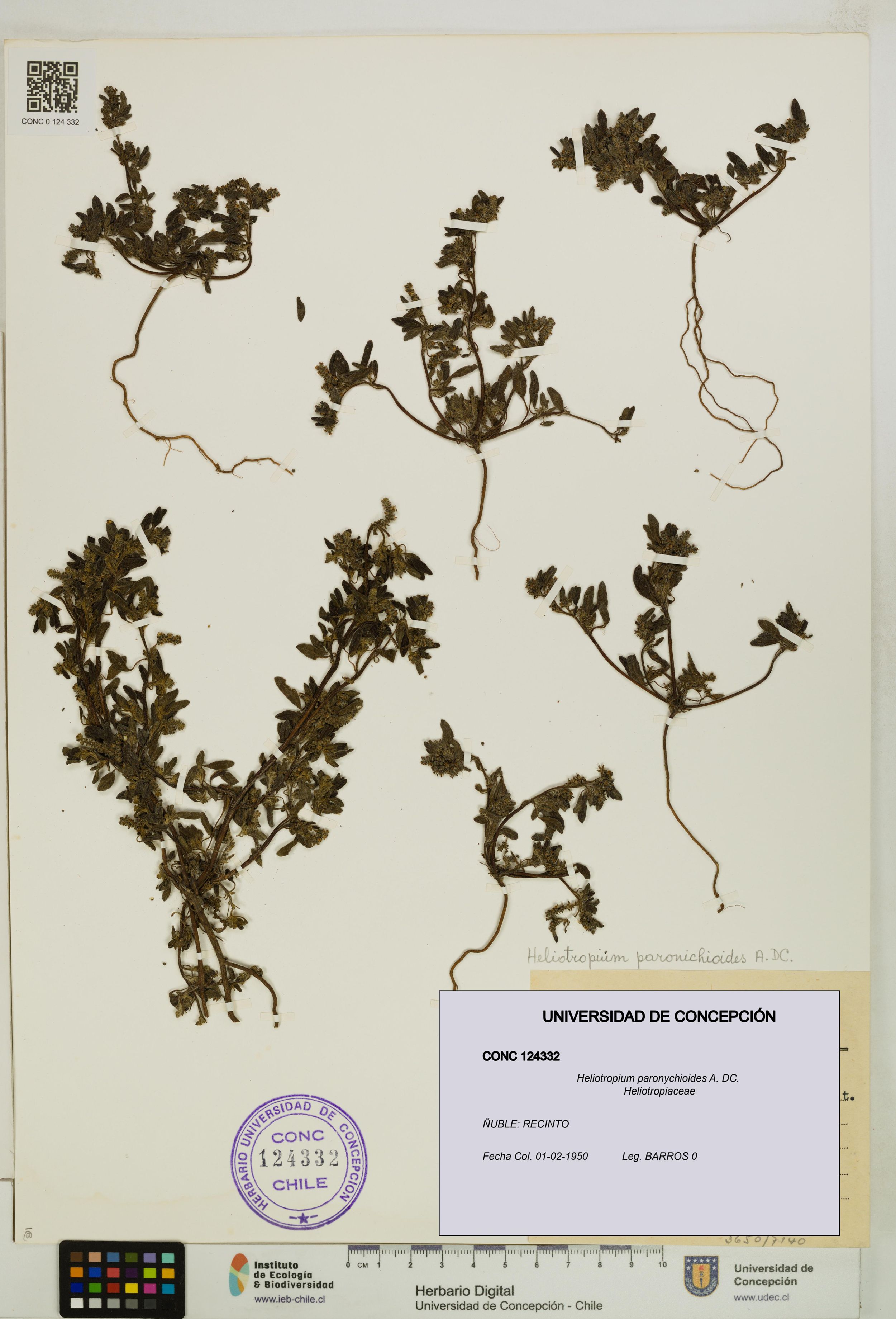 Heliotropium paronychioides [Espécimen: ]