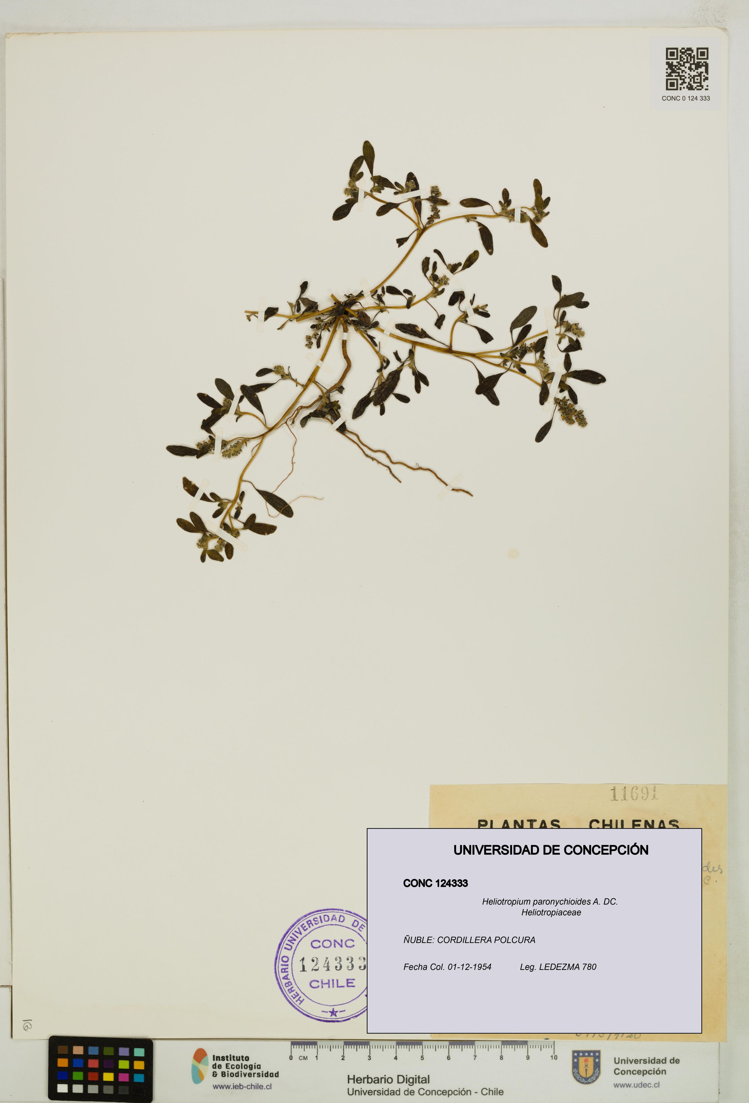 Heliotropium paronychioides [Espécimen: ]