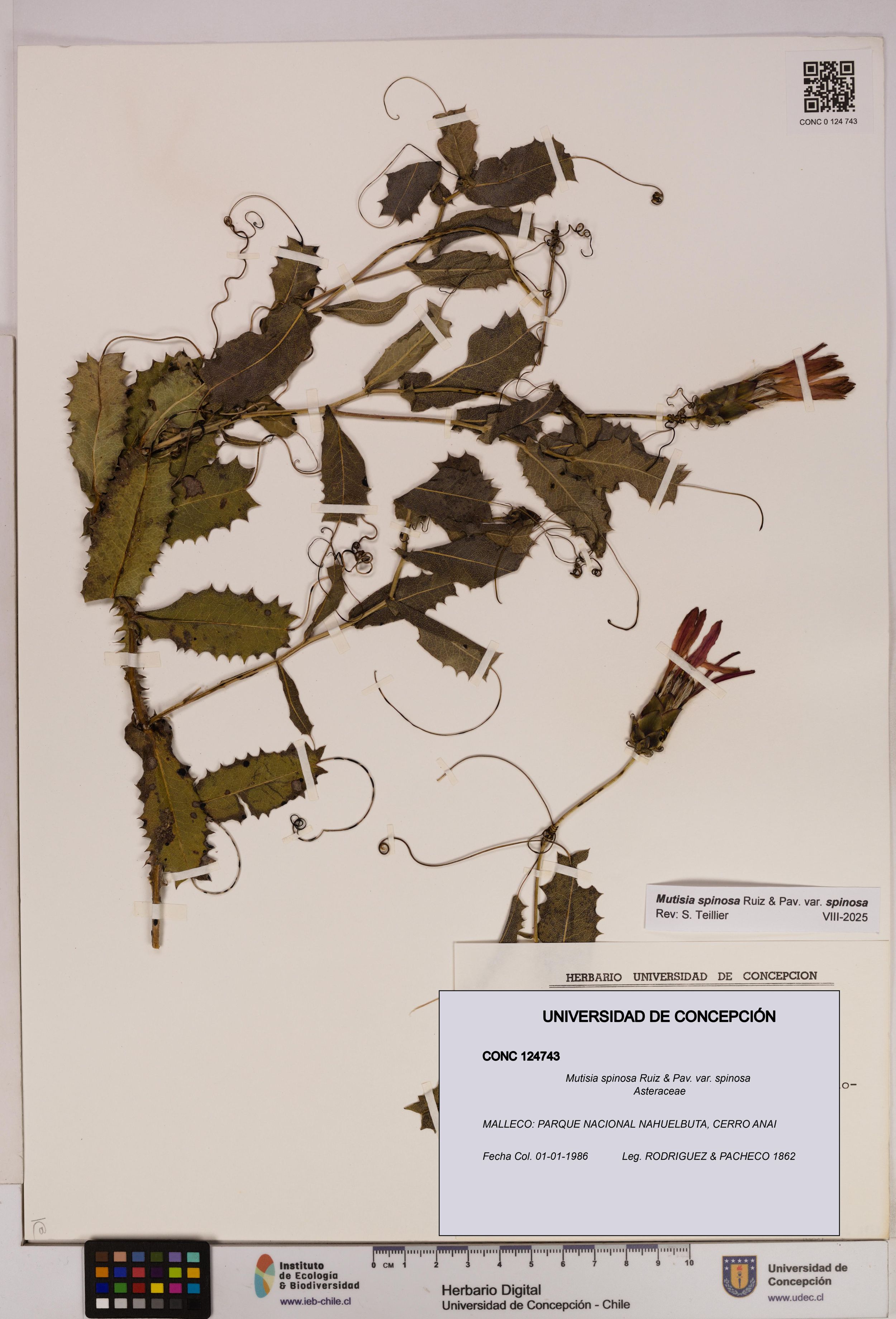 Mutisia spinosa var. spinosa [Espécimen: ]