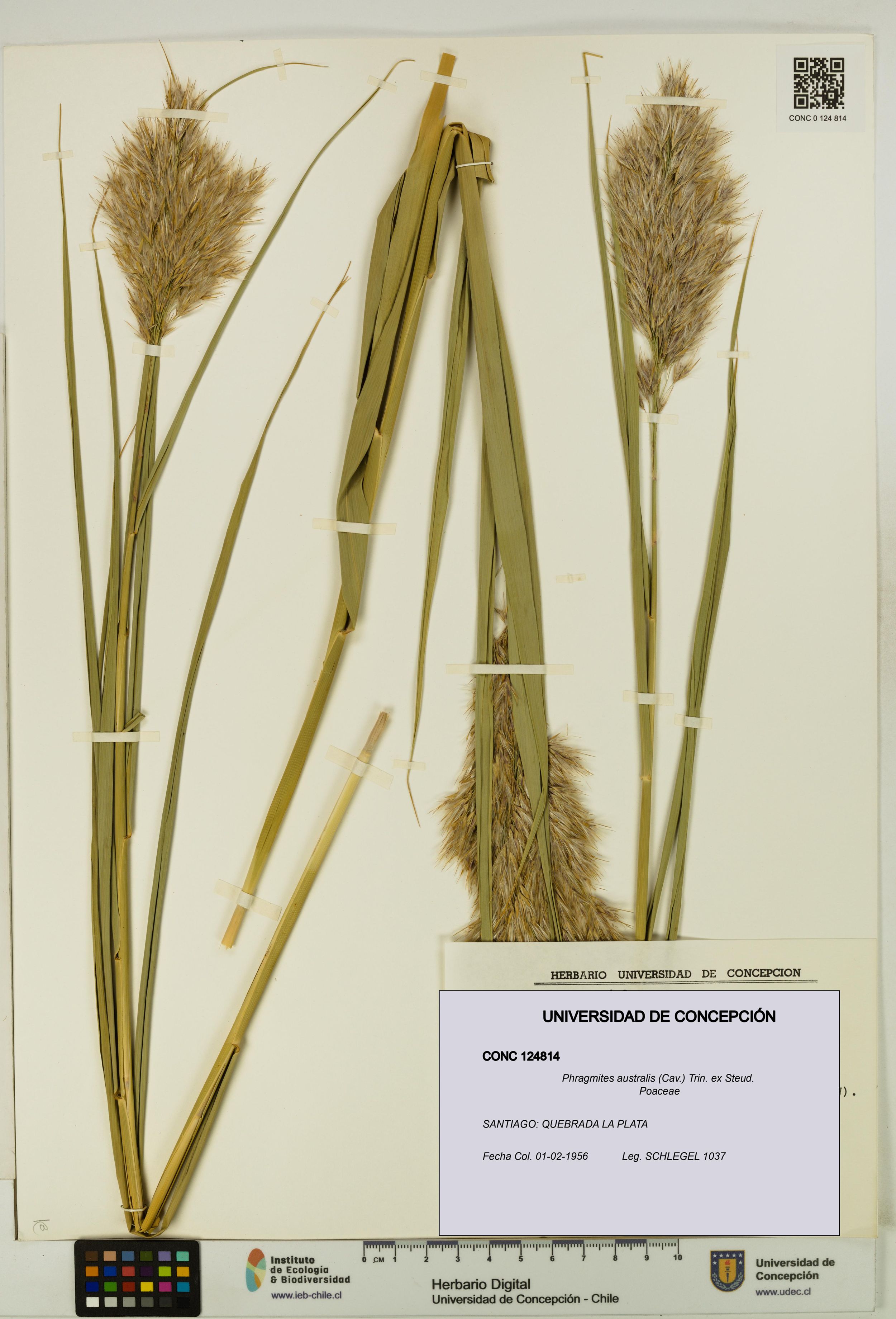 Phragmites australis [Espécimen: ]