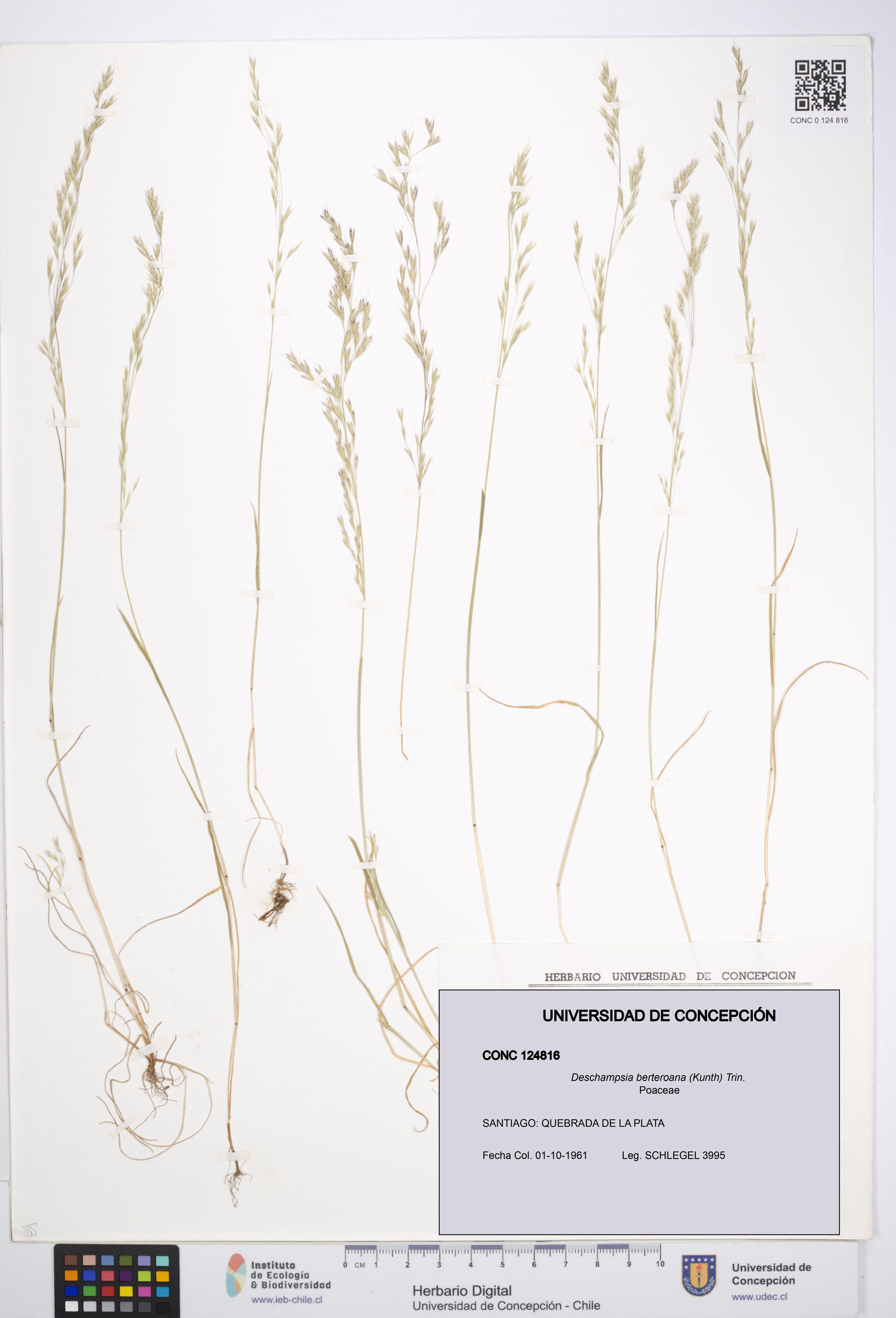 Deschampsia berteroana [Espécimen: ]