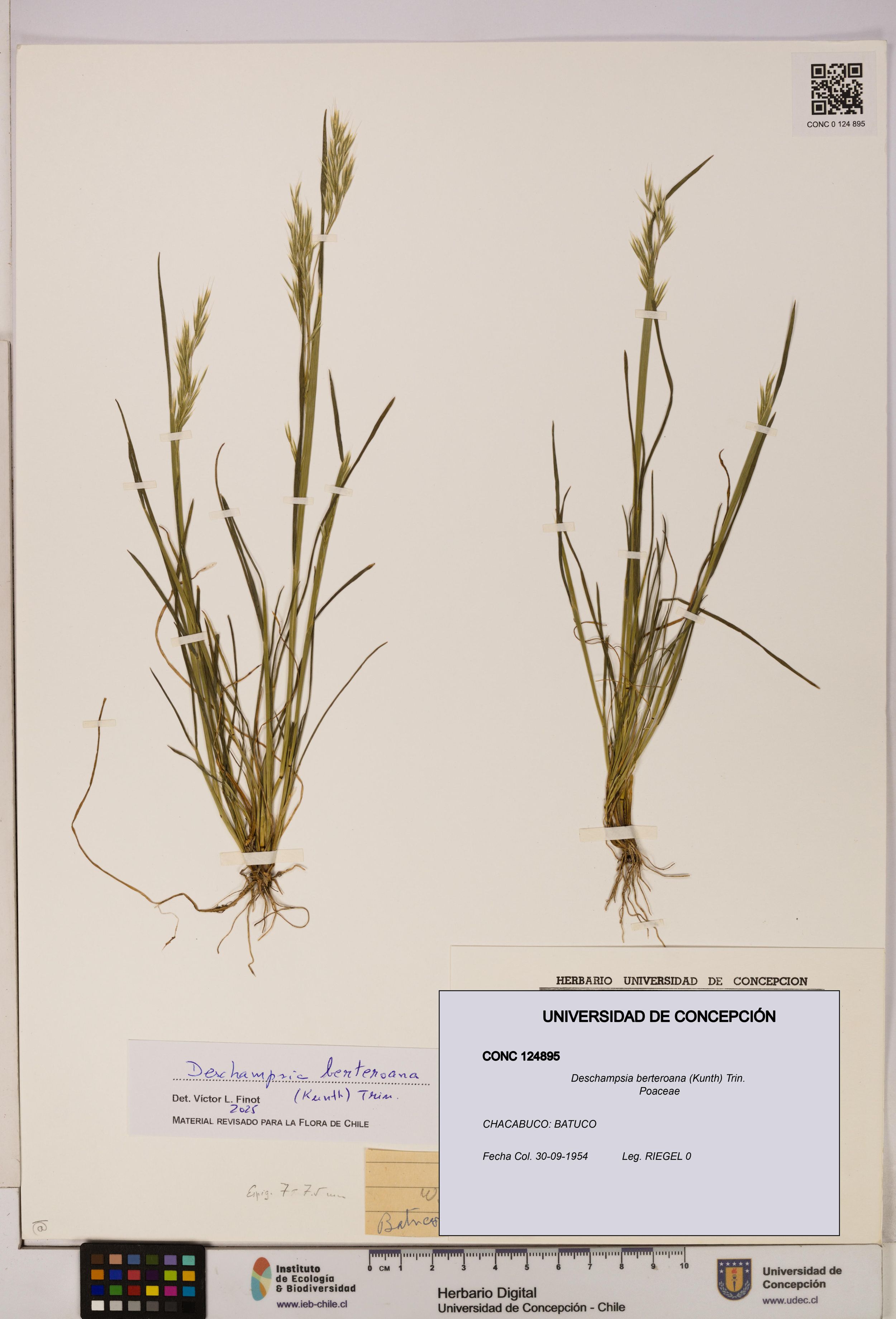 Deschampsia berteroana [Espécimen: ]