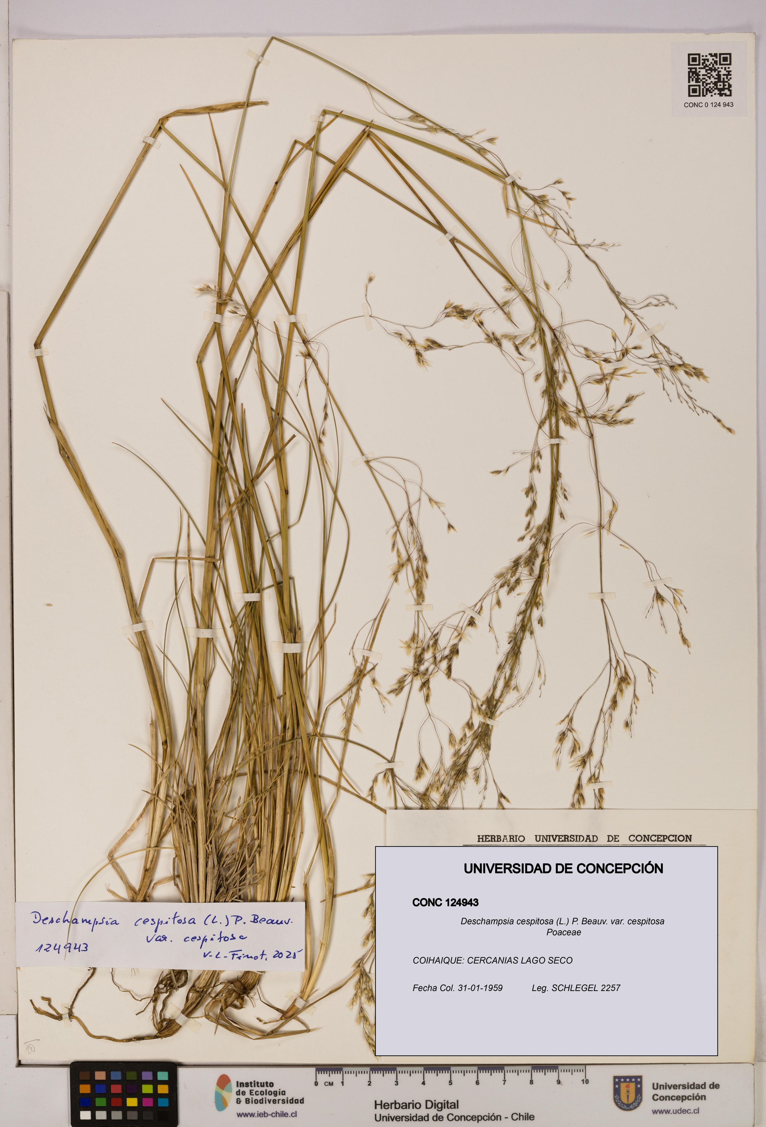 Deschampsia cespitosa var. cespitosa [Espécimen: ]