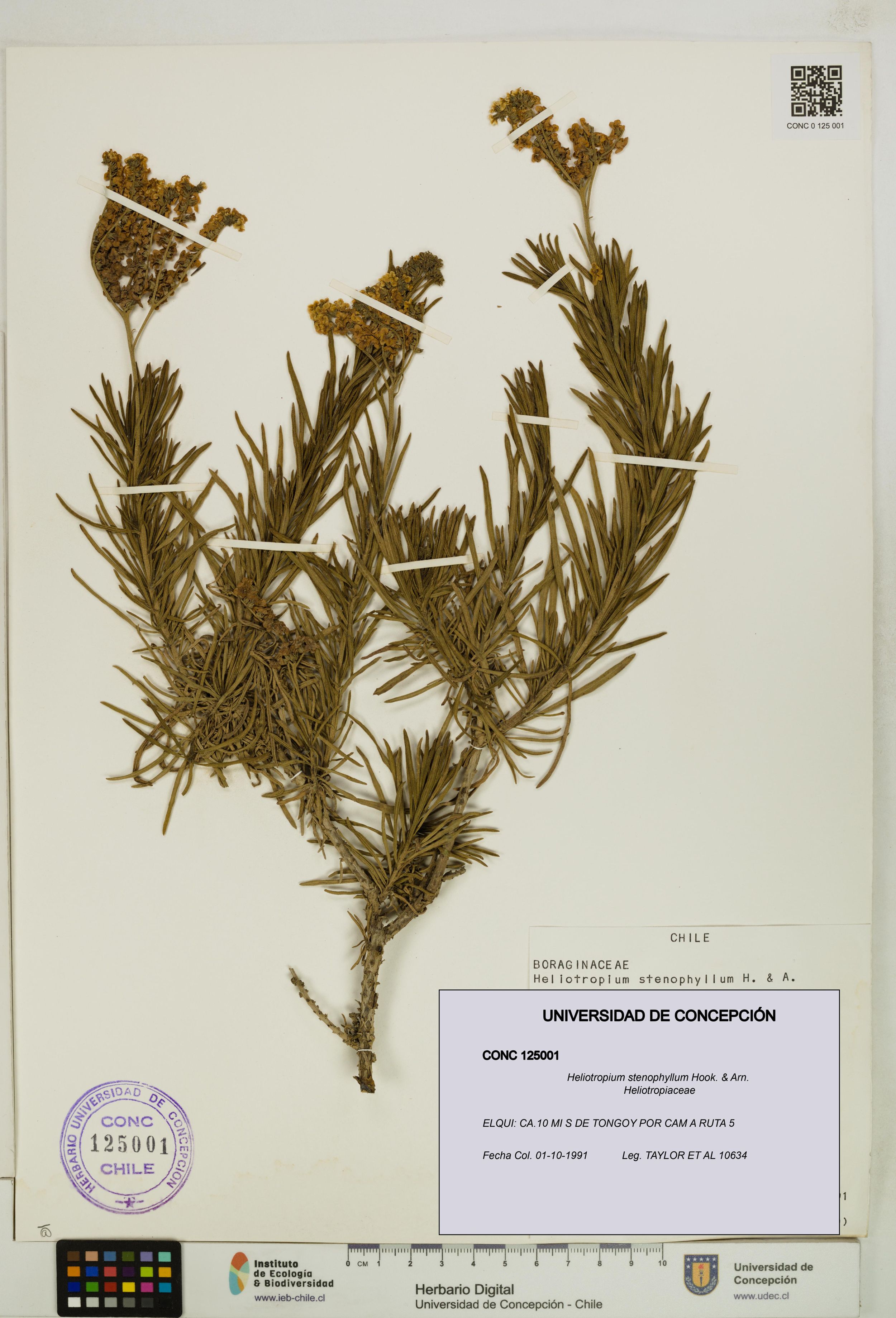 Heliotropium stenophyllum [Espécimen: ]