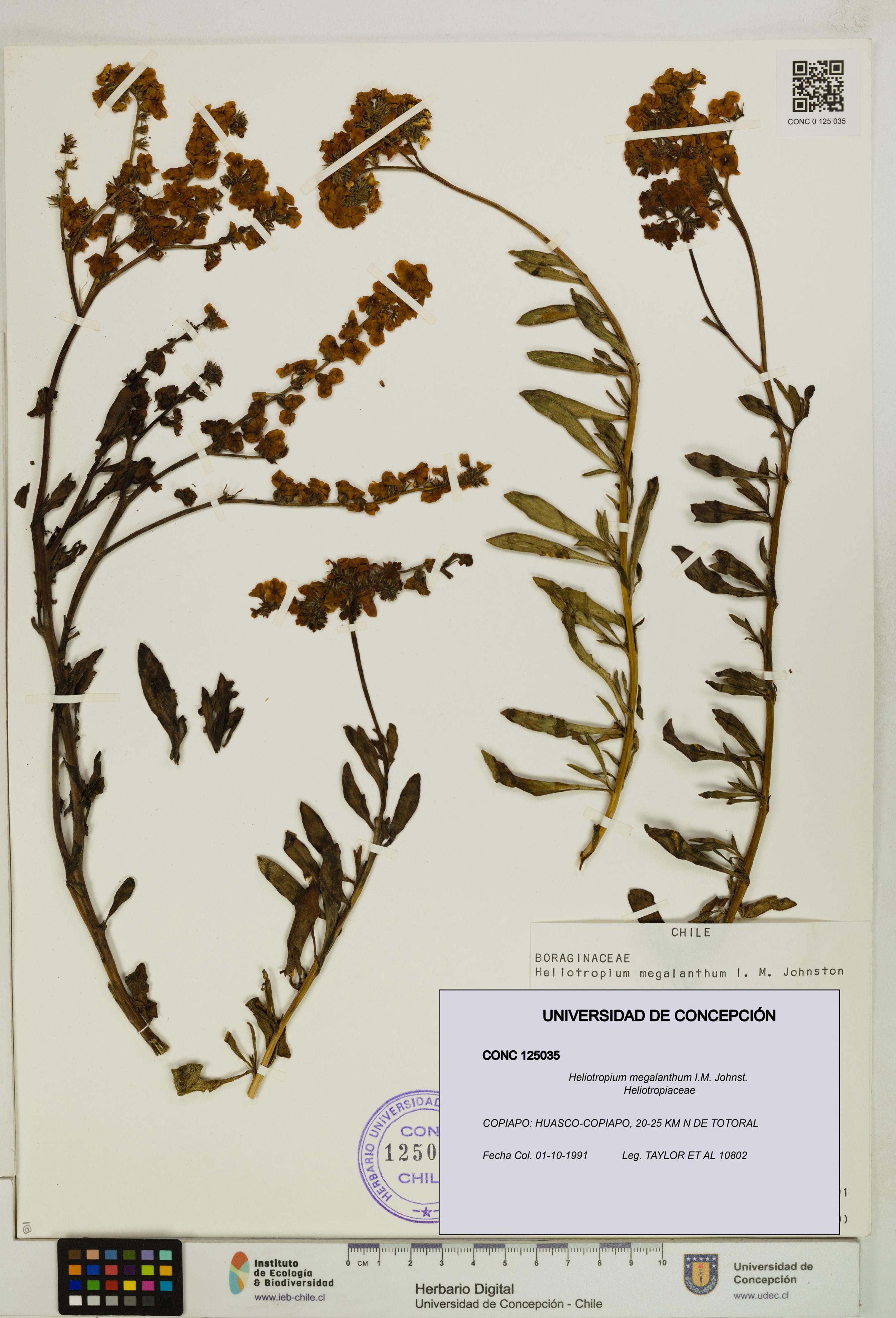 Heliotropium megalanthum [Espécimen: ]