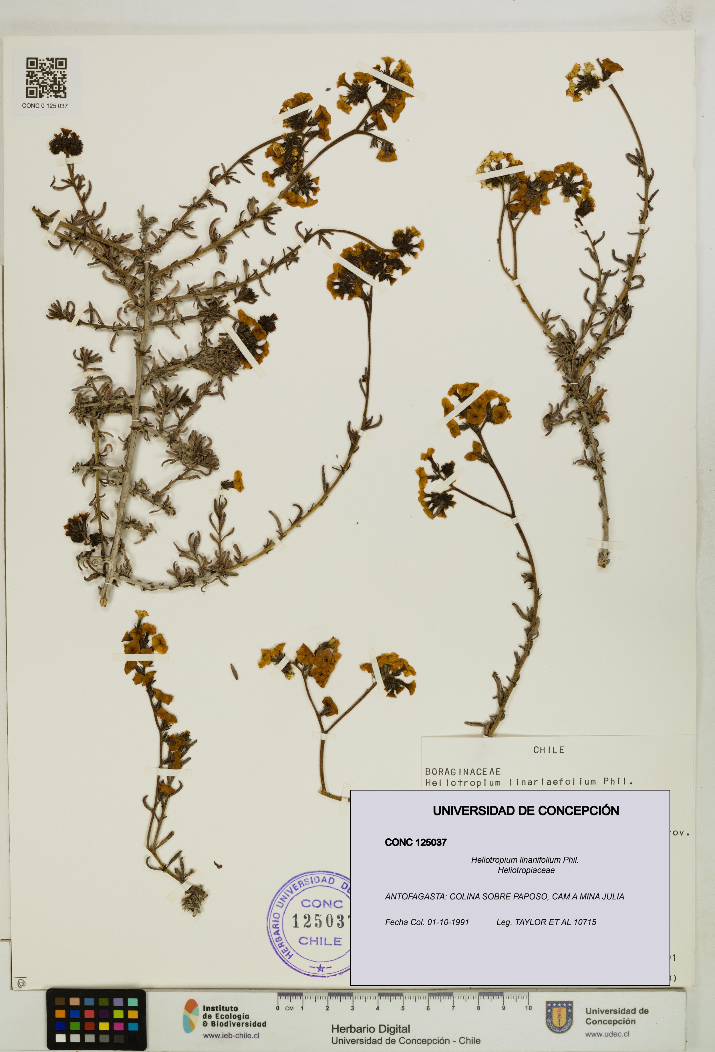 Heliotropium linariifolium [Espécimen: ]