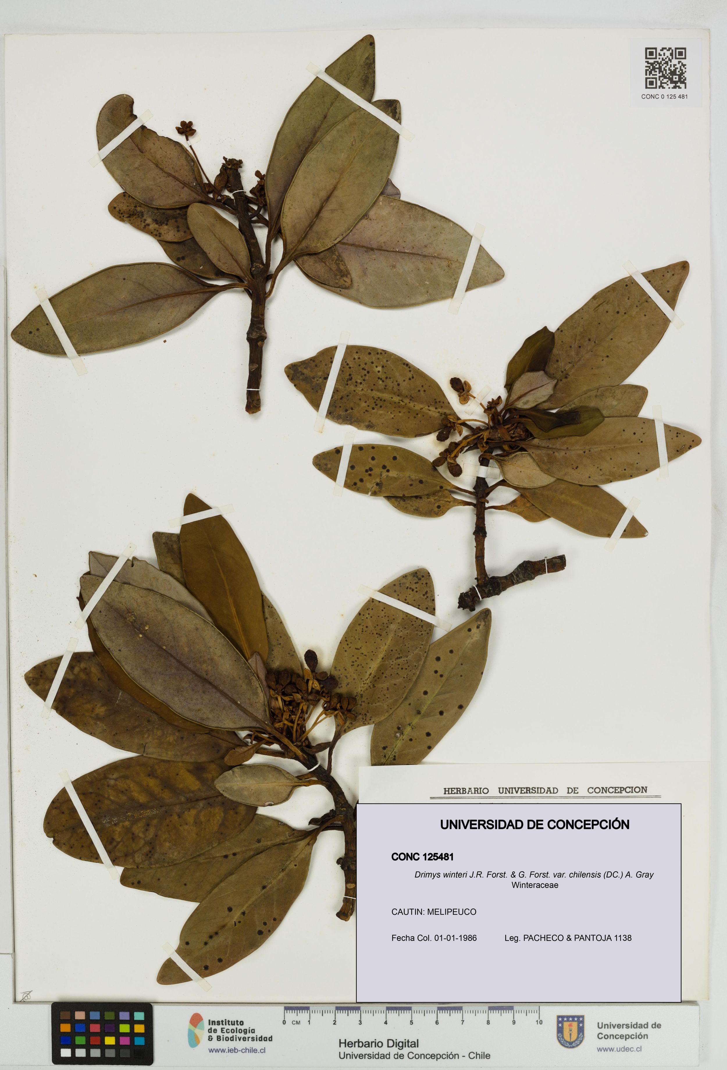 Drimys winteri var. chilensis [Espécimen: ]