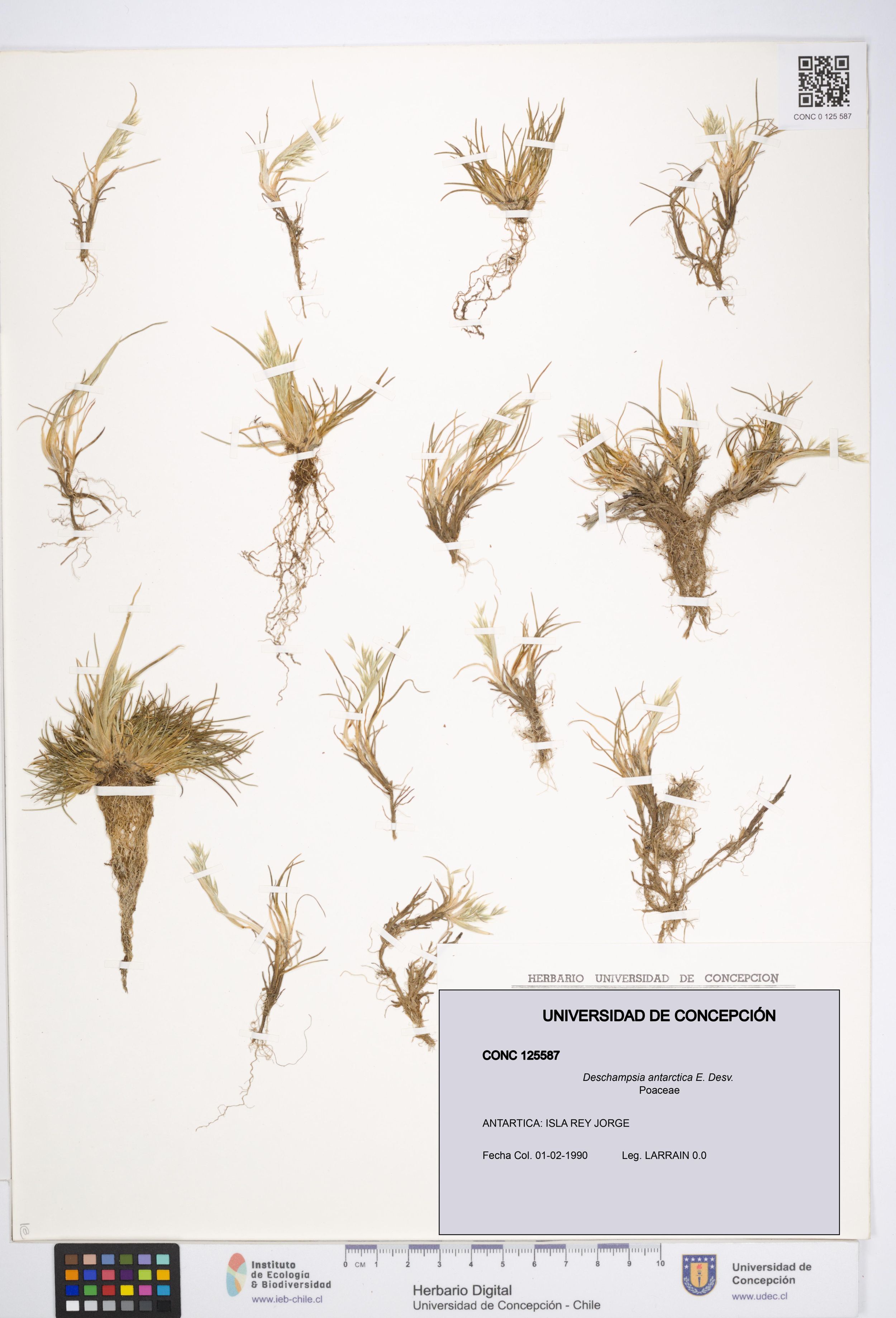 Deschampsia antarctica [Espécimen: ]