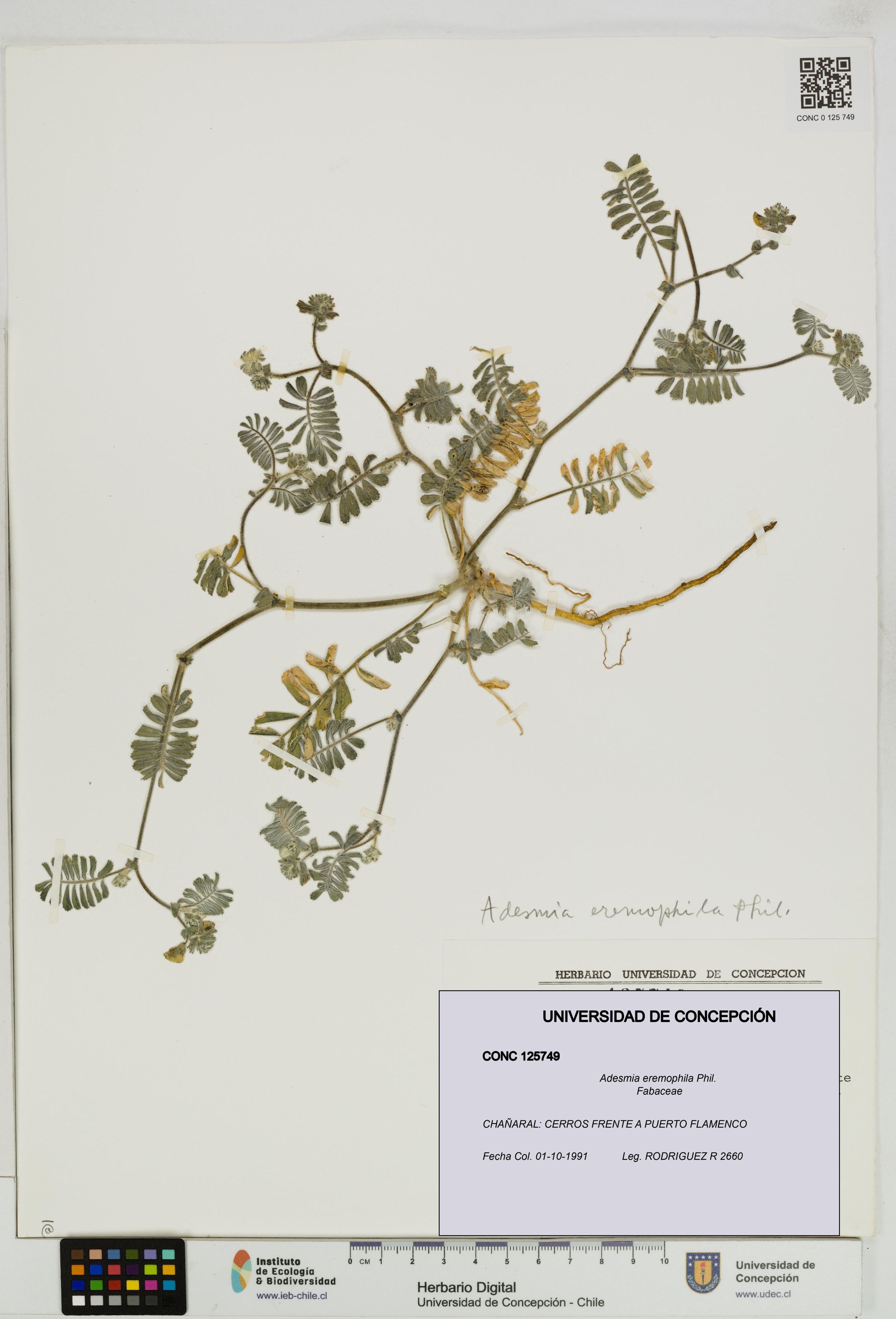 Adesmia eremophila [Espécimen: ]