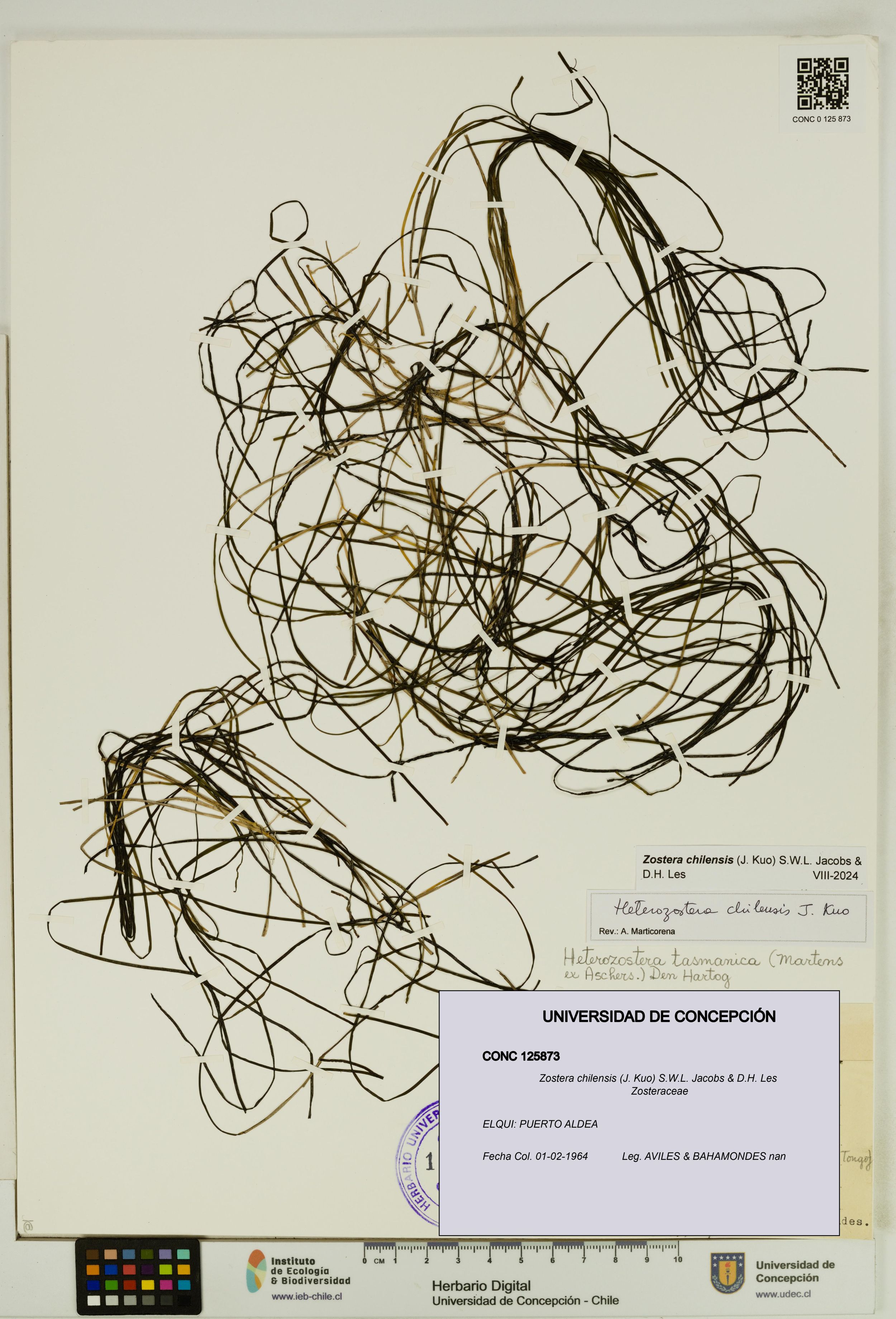 Zostera chilensis [Espécimen: ]