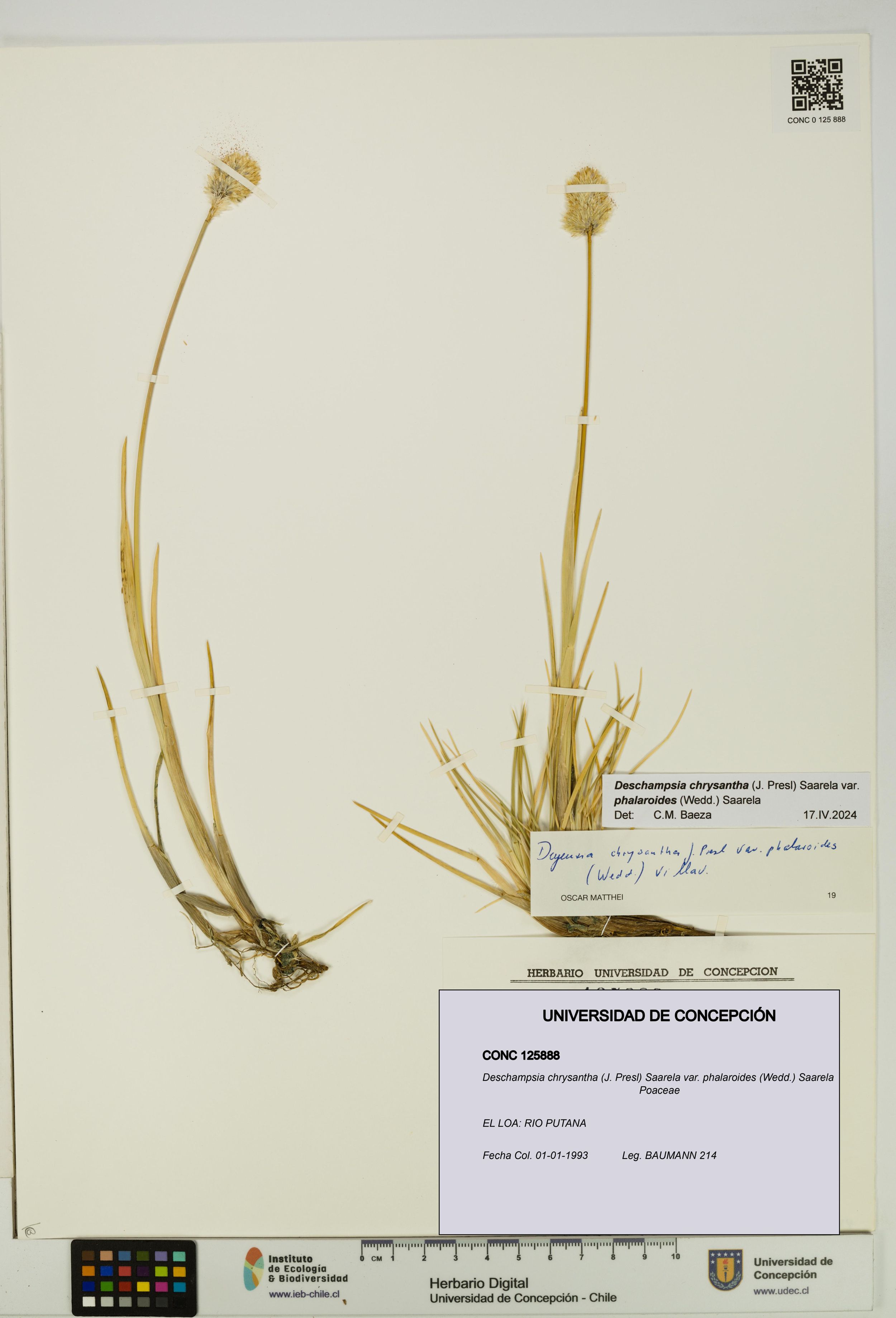 Deschampsia chrysantha var. phalaroides [Espécimen: ]