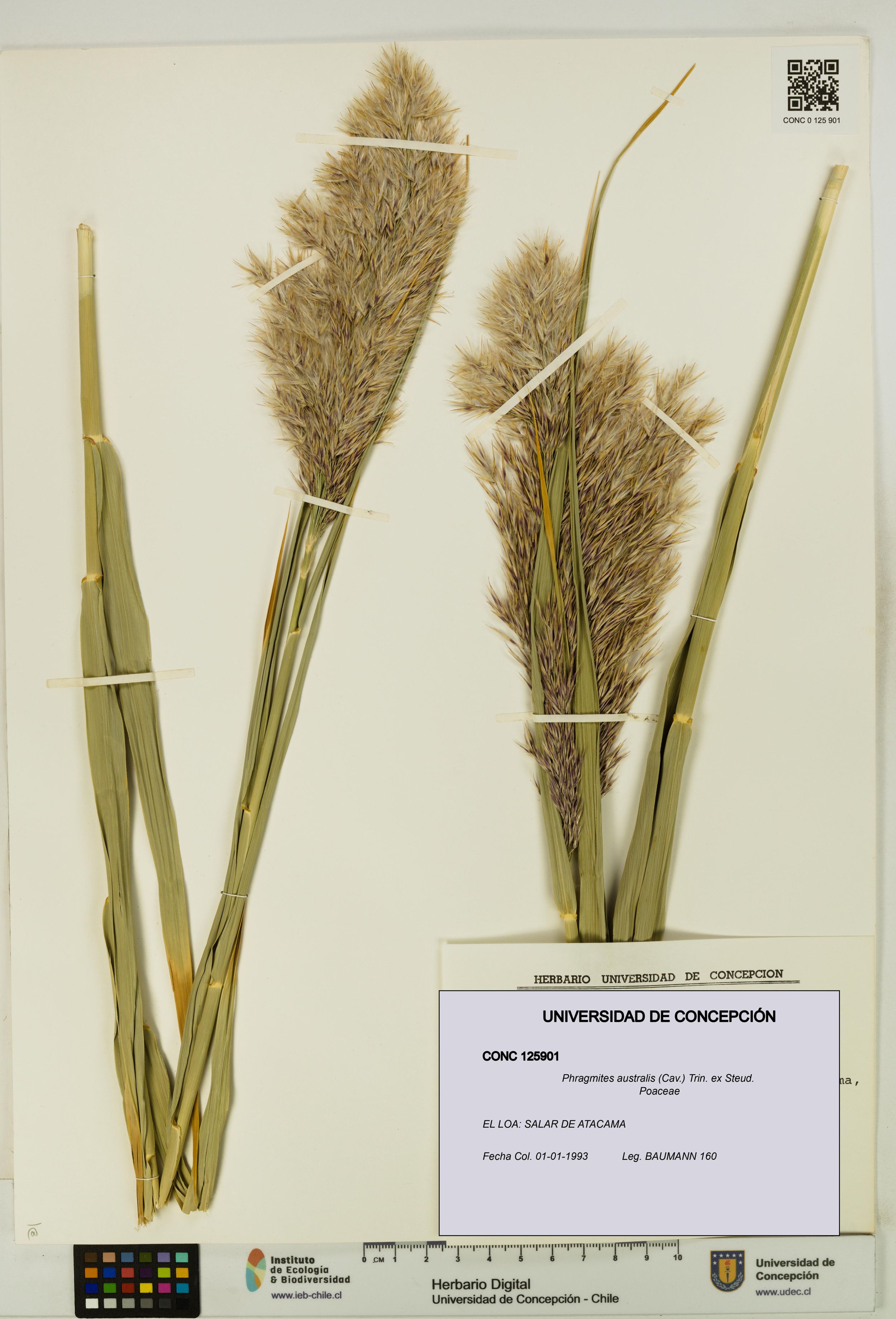 Phragmites australis [Espécimen: ]