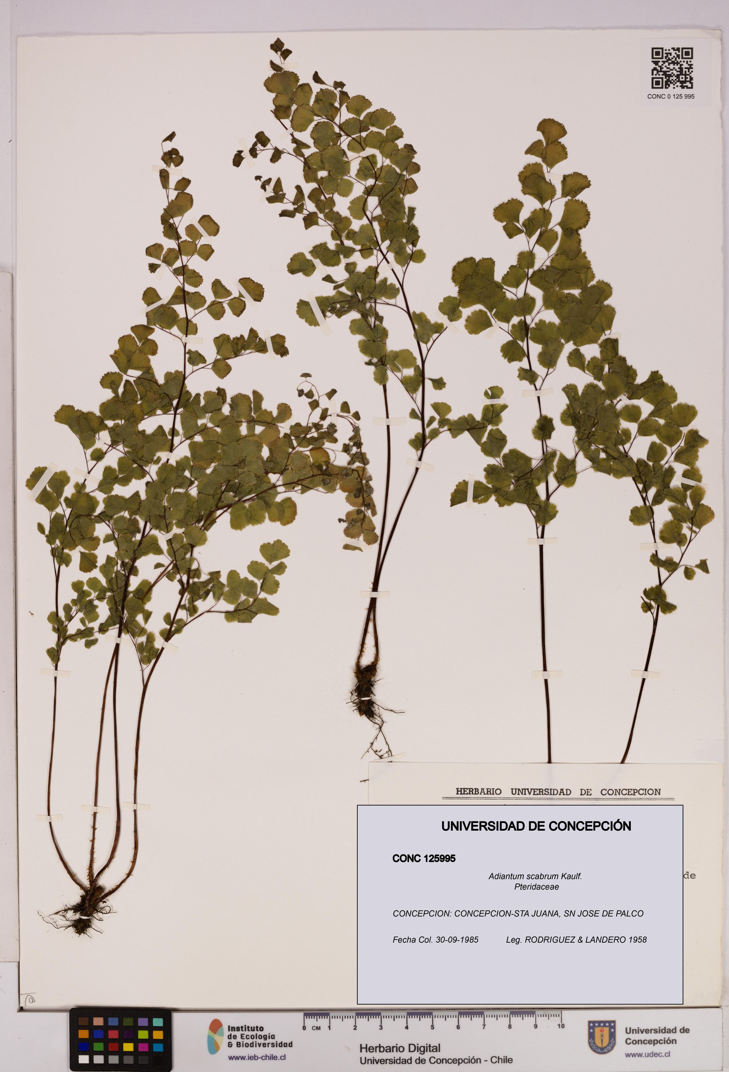 Adiantum scabrum [Espécimen: ]