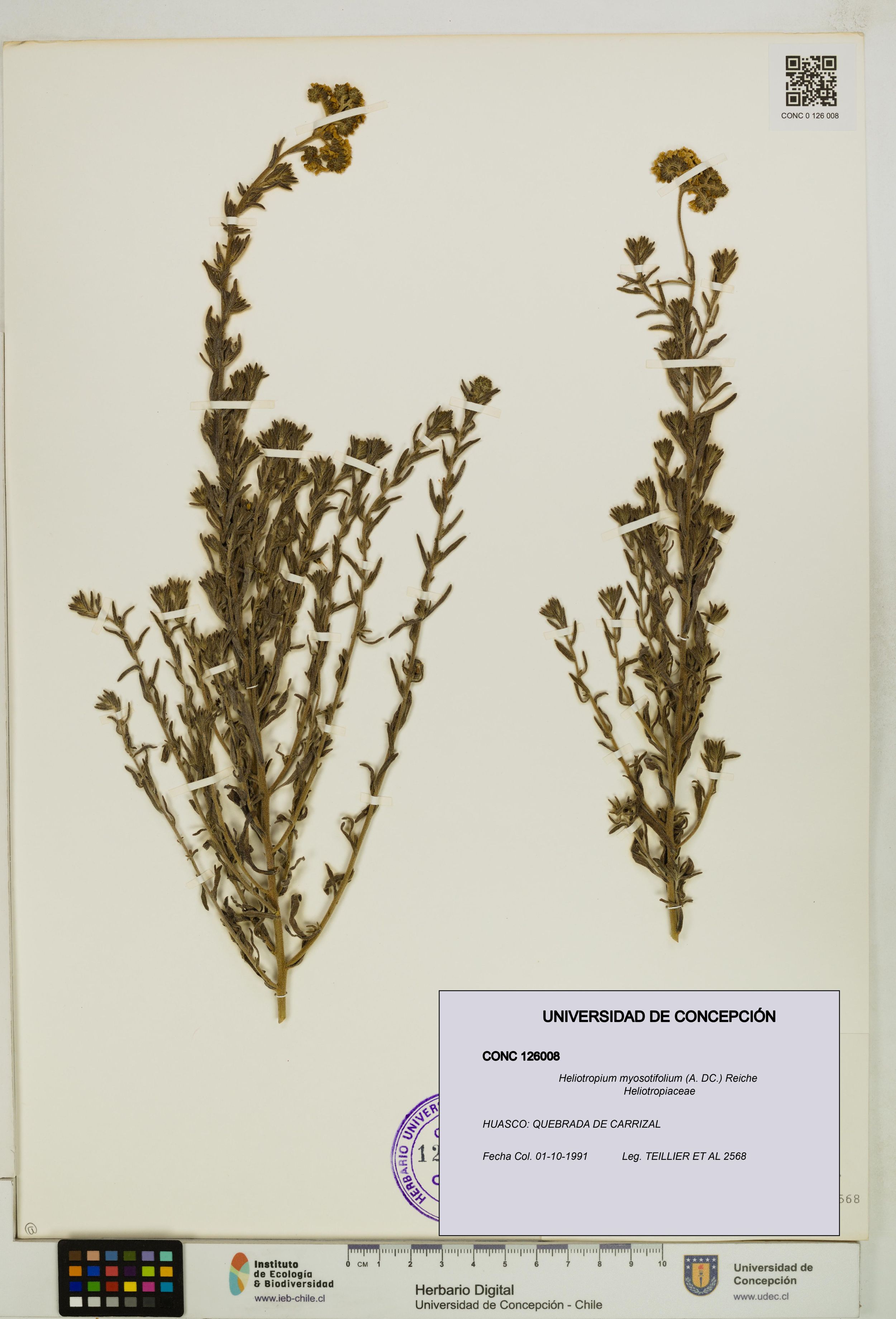 Heliotropium myosotifolium [Espécimen: ]