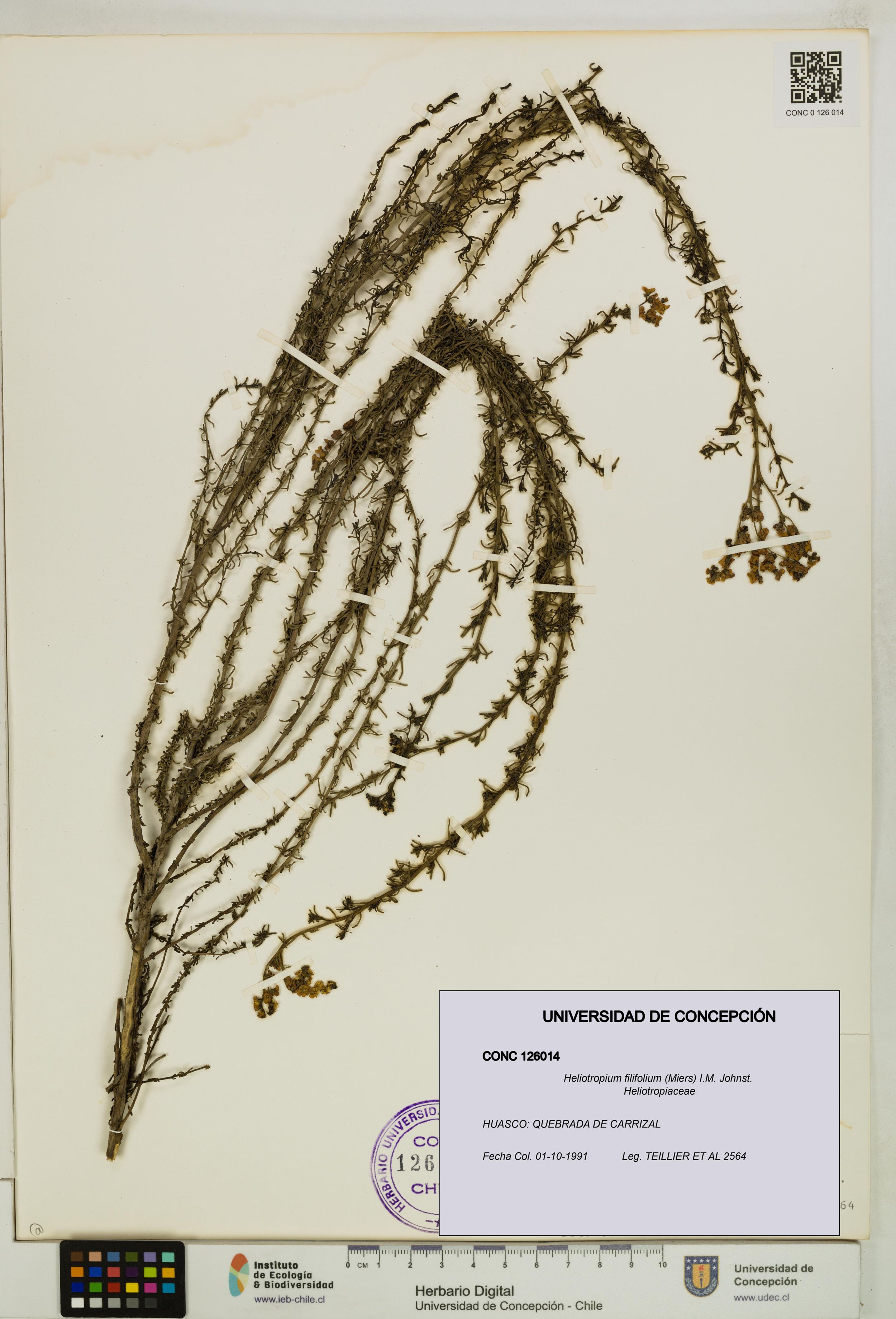 Heliotropium filifolium [Espécimen: ]