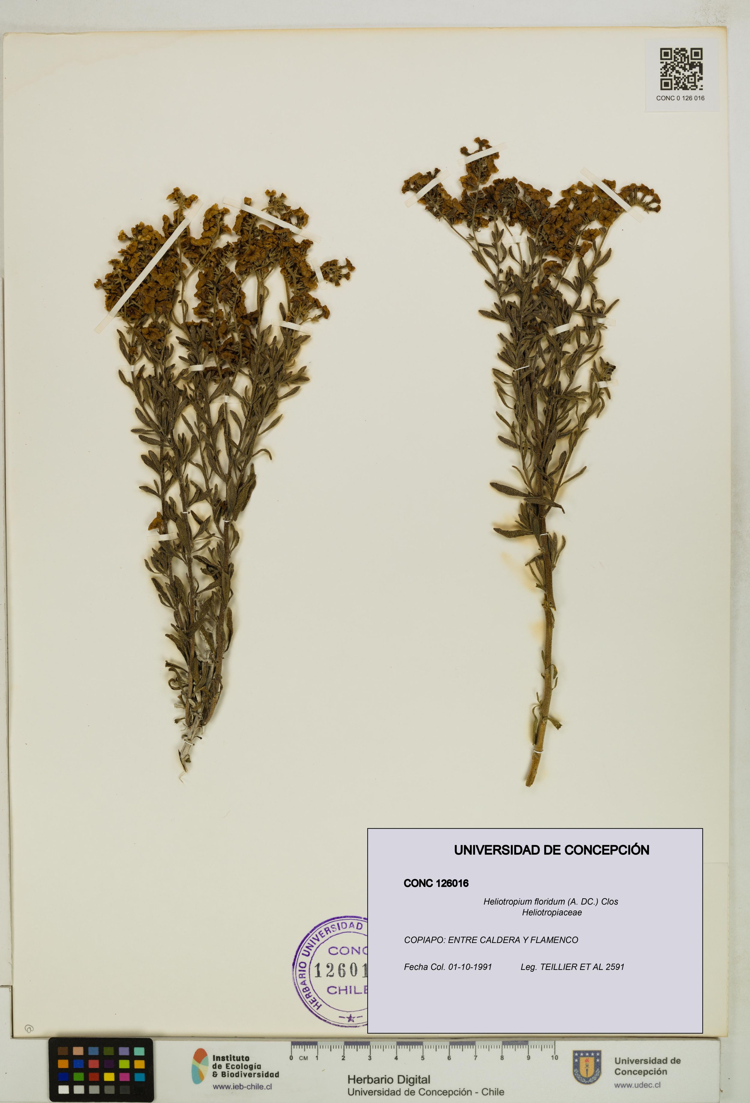Heliotropium floridum [Espécimen: ]