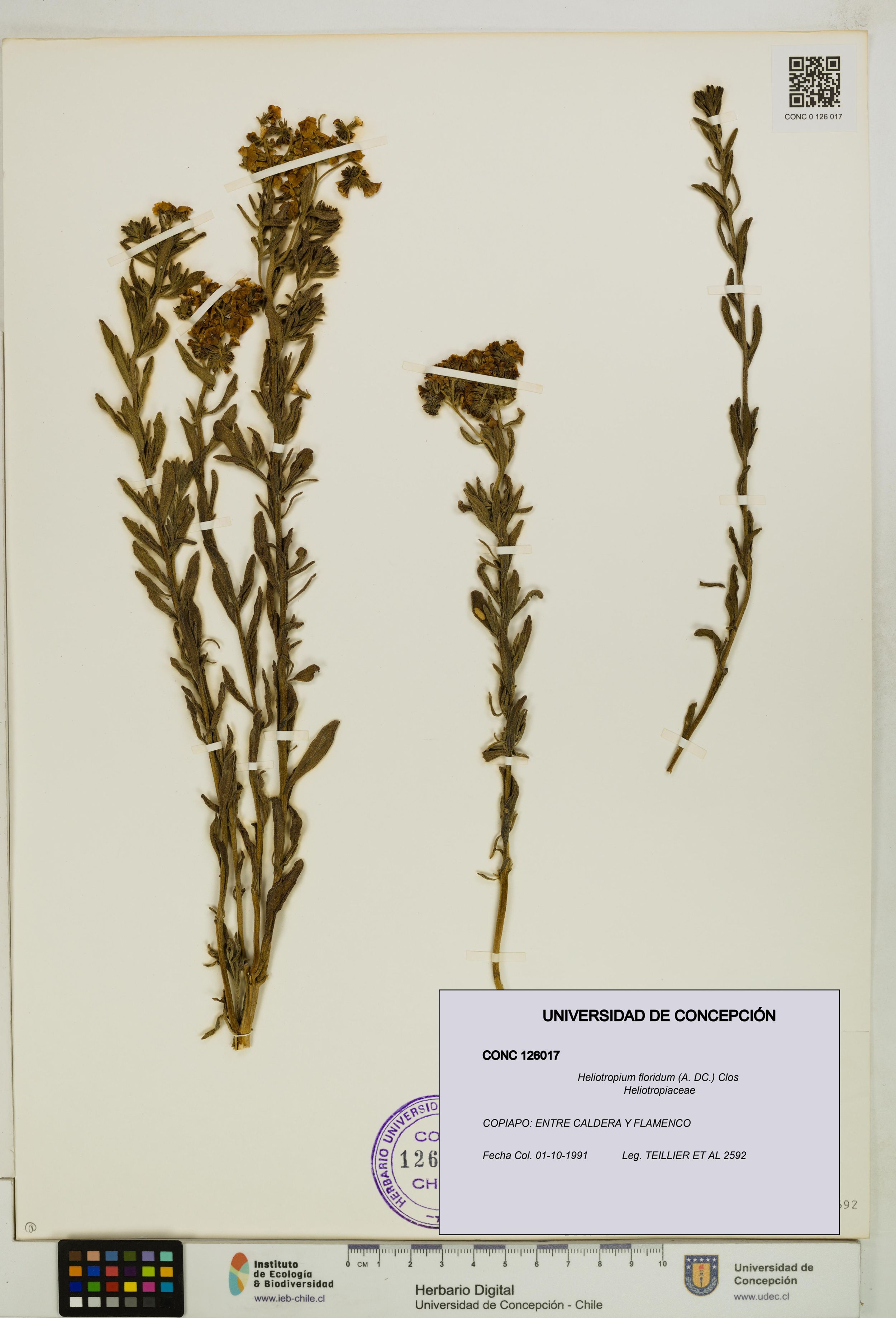 Heliotropium floridum [Espécimen: ]