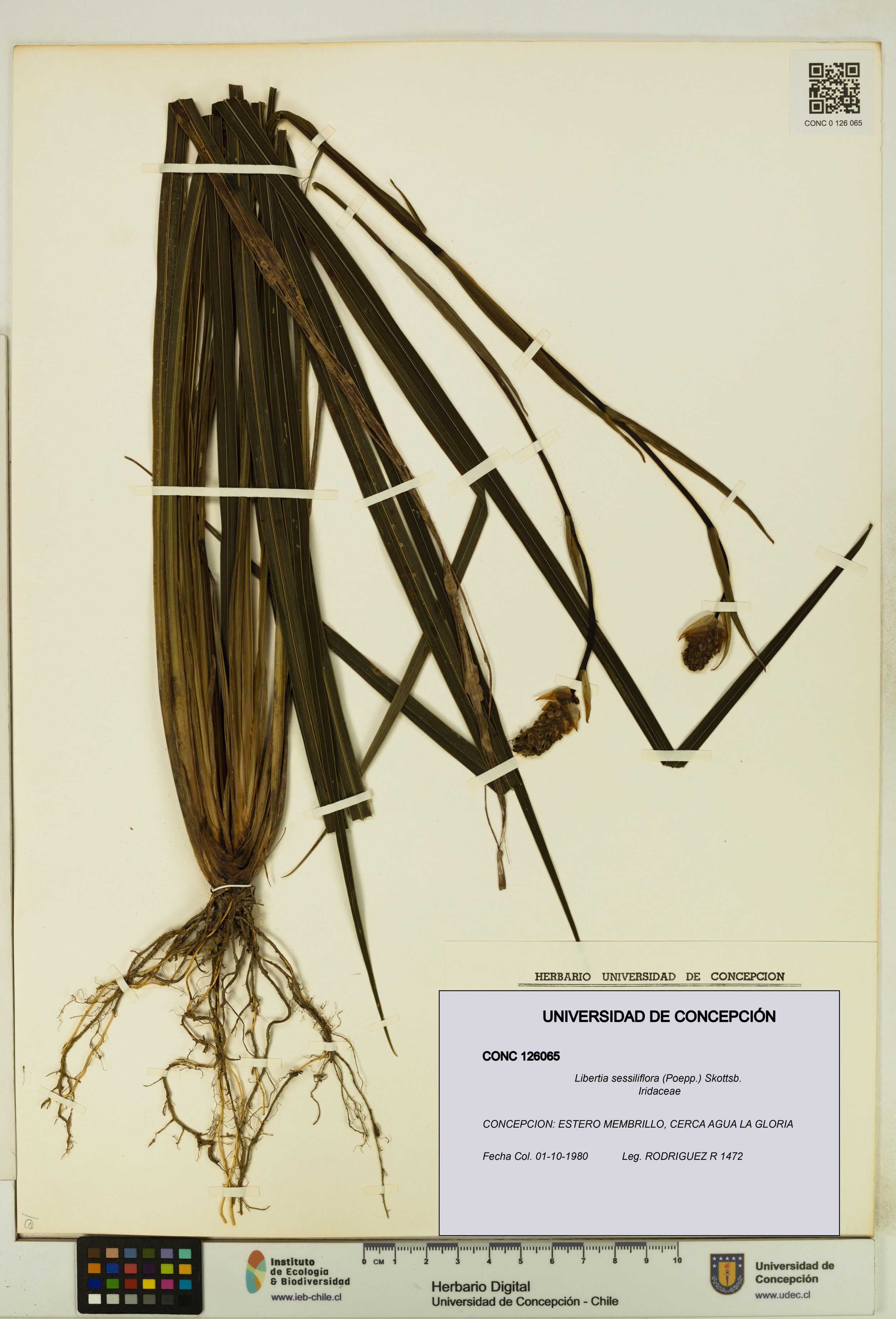 Libertia sessiliflora [Espécimen: ]