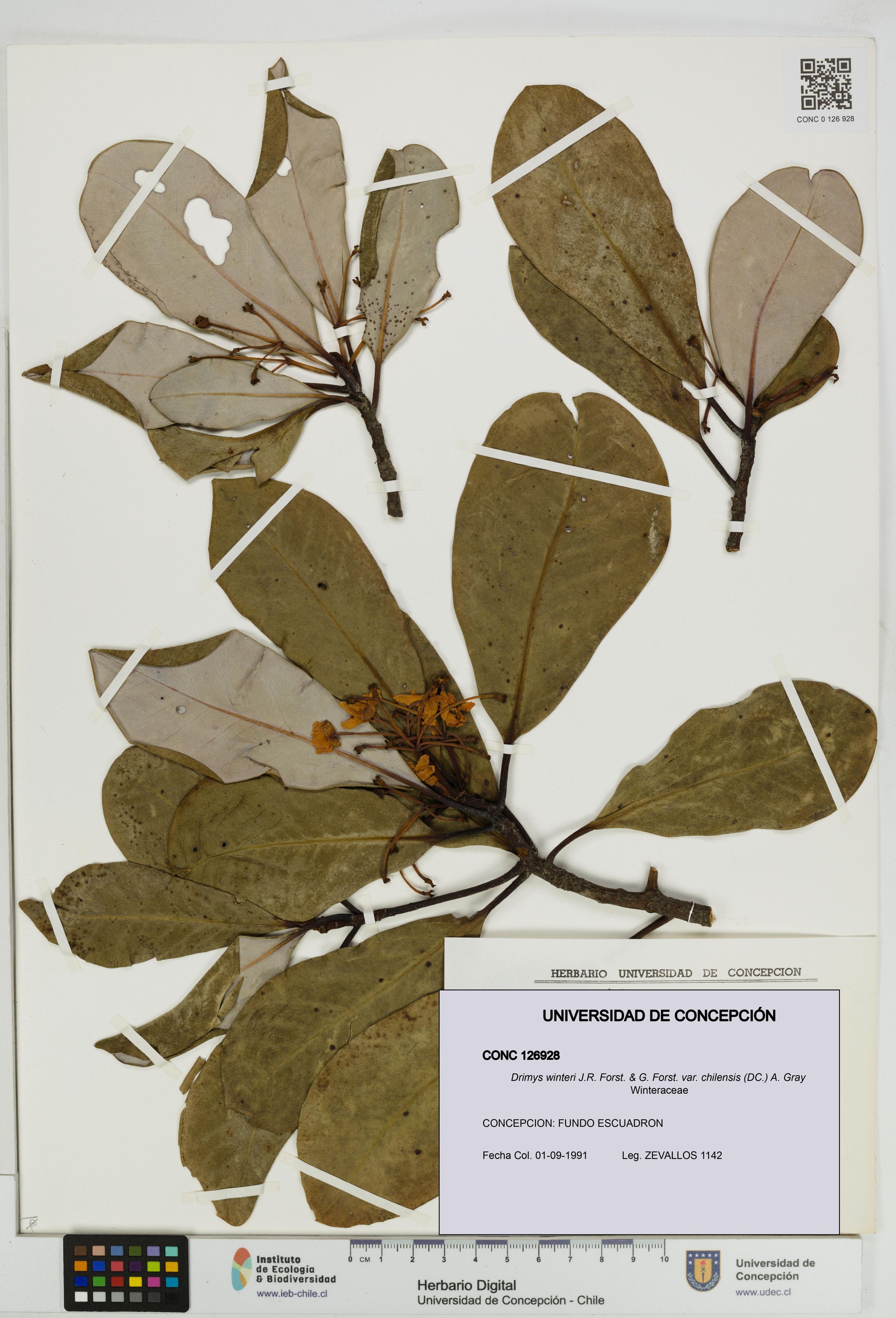 Drimys winteri var. chilensis [Espécimen: ]