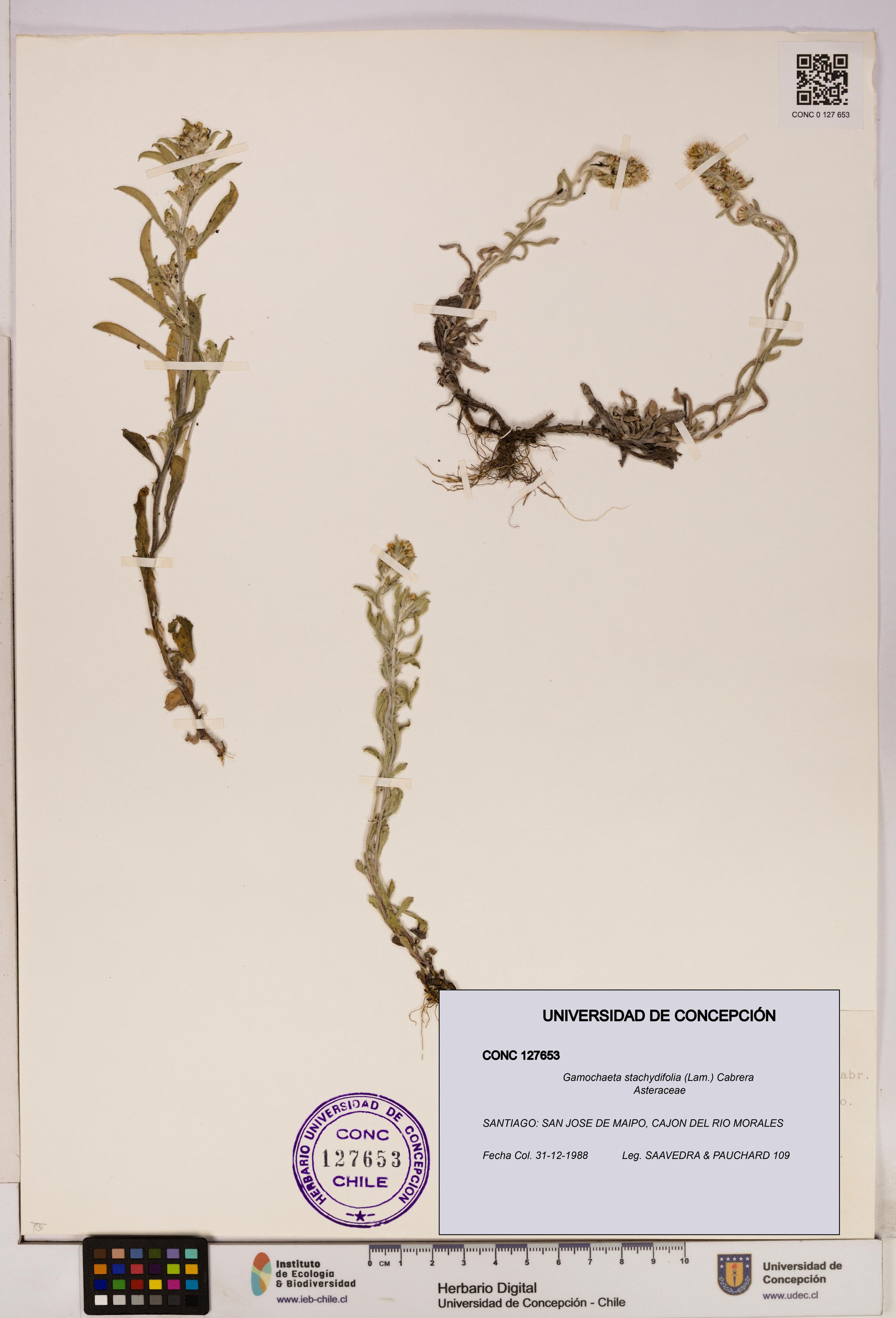 Gamochaeta stachydifolia [Espécimen: ]