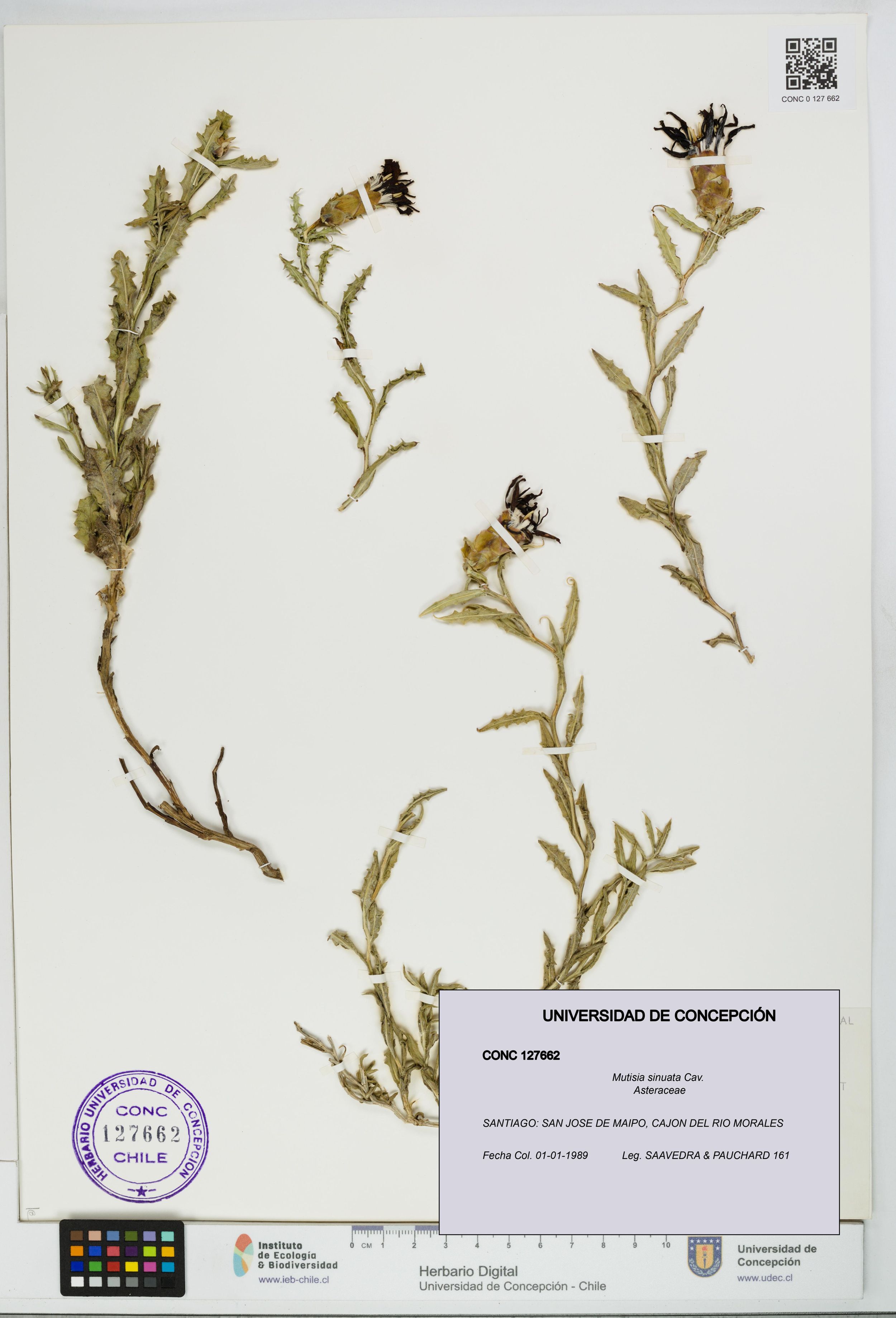 Mutisia sinuata [Espécimen: ]