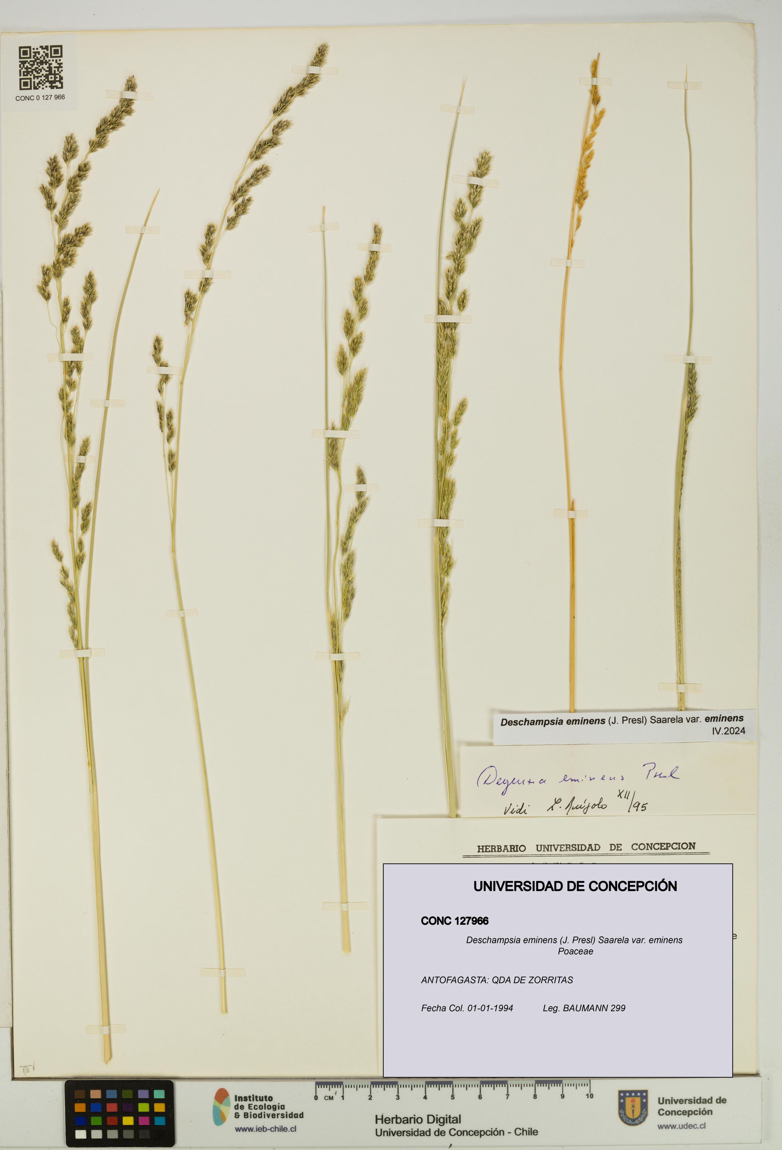 Deschampsia eminens [Espécimen: ]