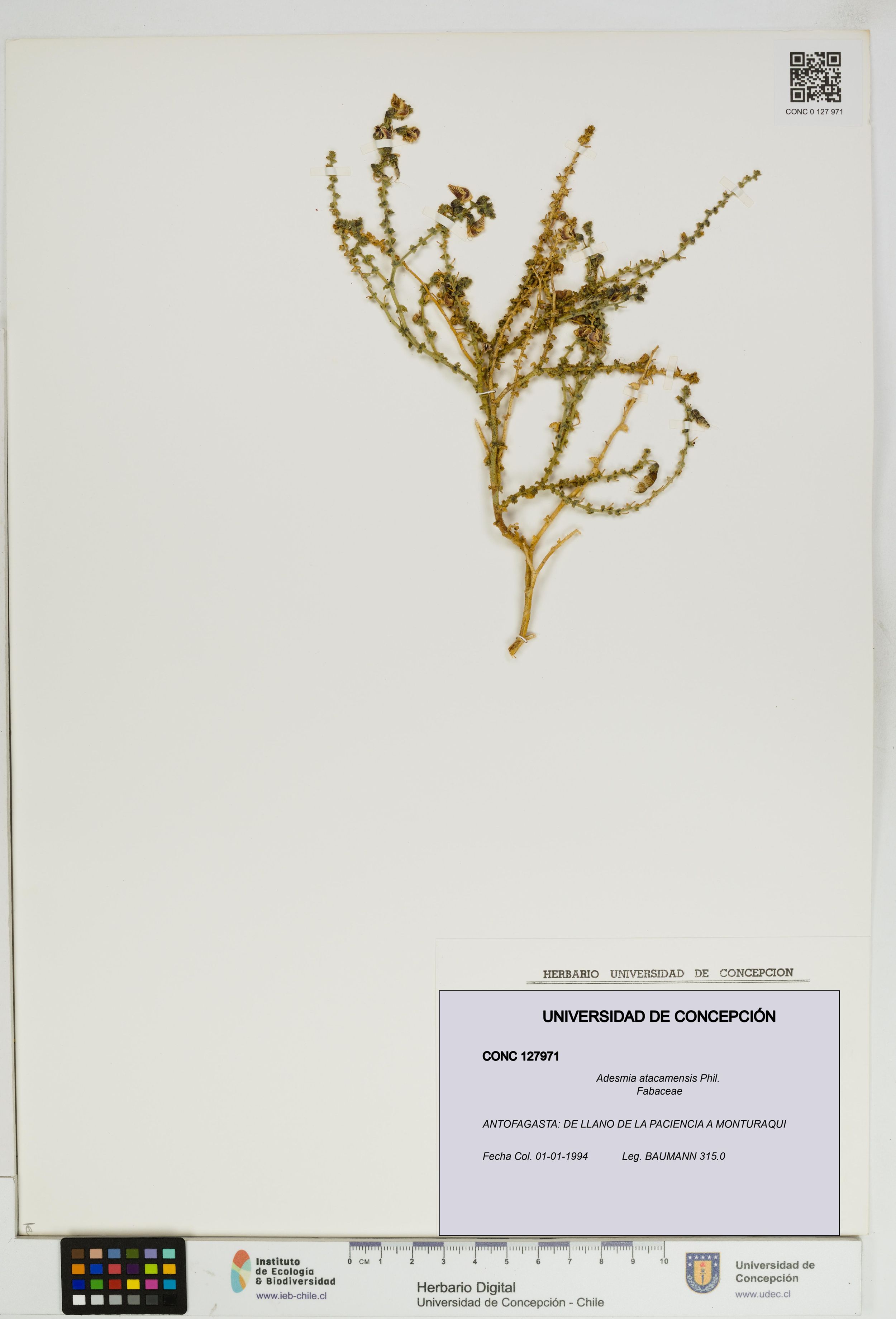 Adesmia atacamensis [Espécimen: ]