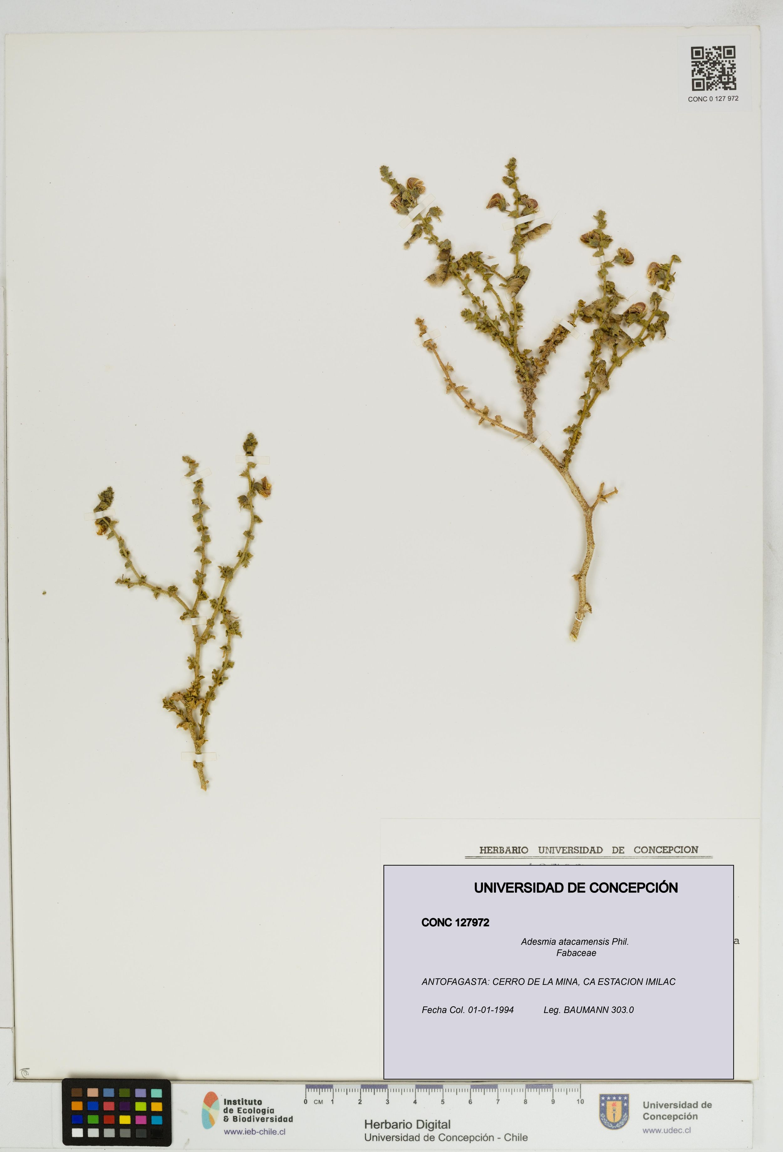 Adesmia atacamensis [Espécimen: ]