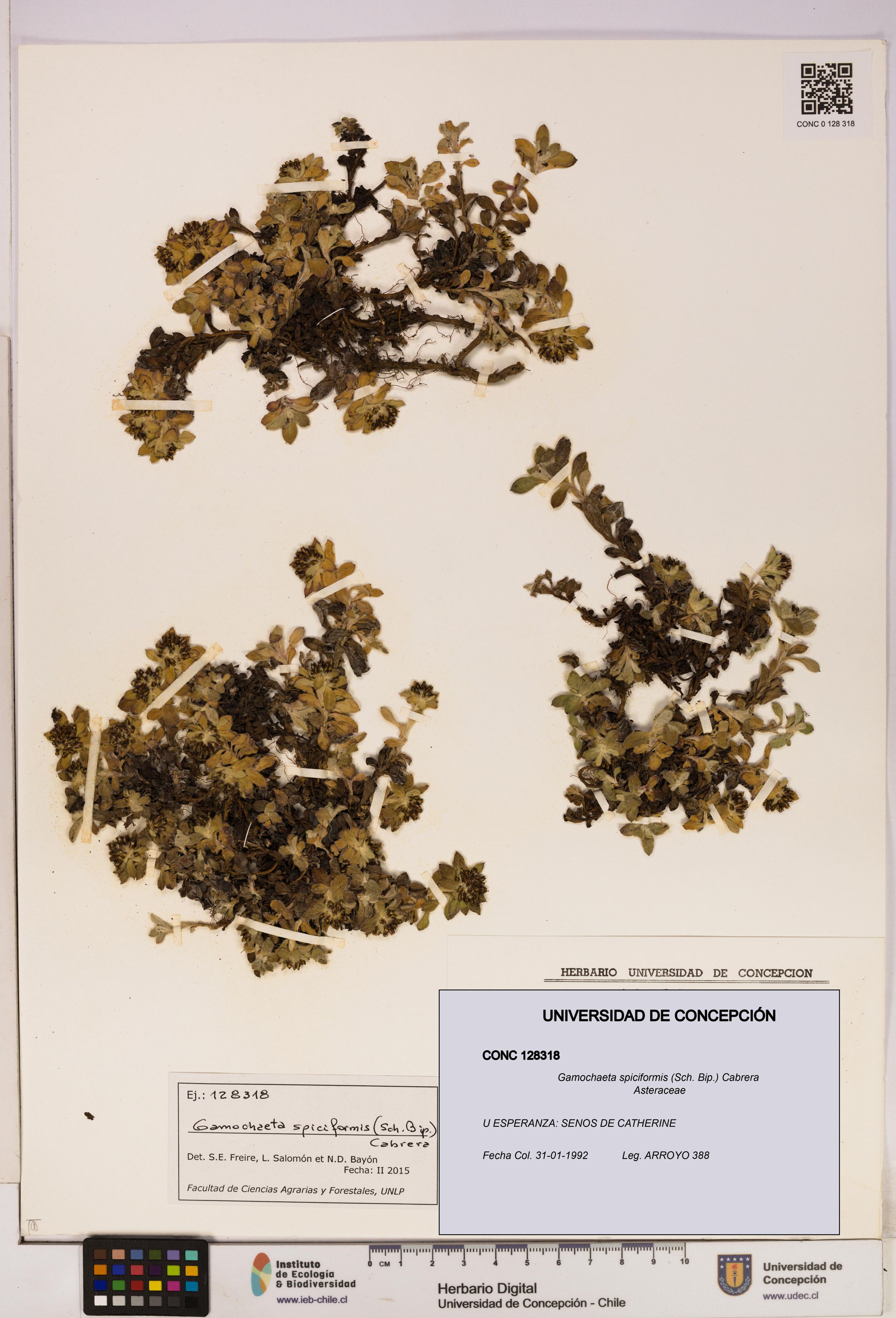 Gamochaeta spiciformis [Espécimen: ]