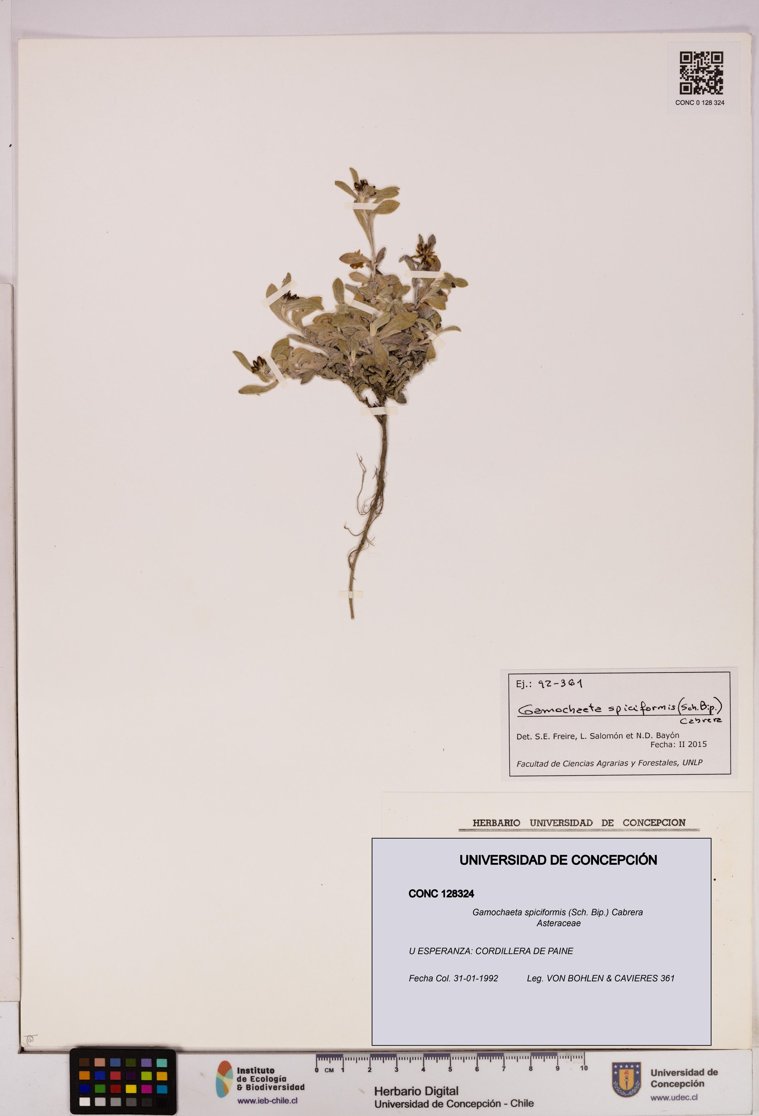 Gamochaeta spiciformis [Espécimen: ]