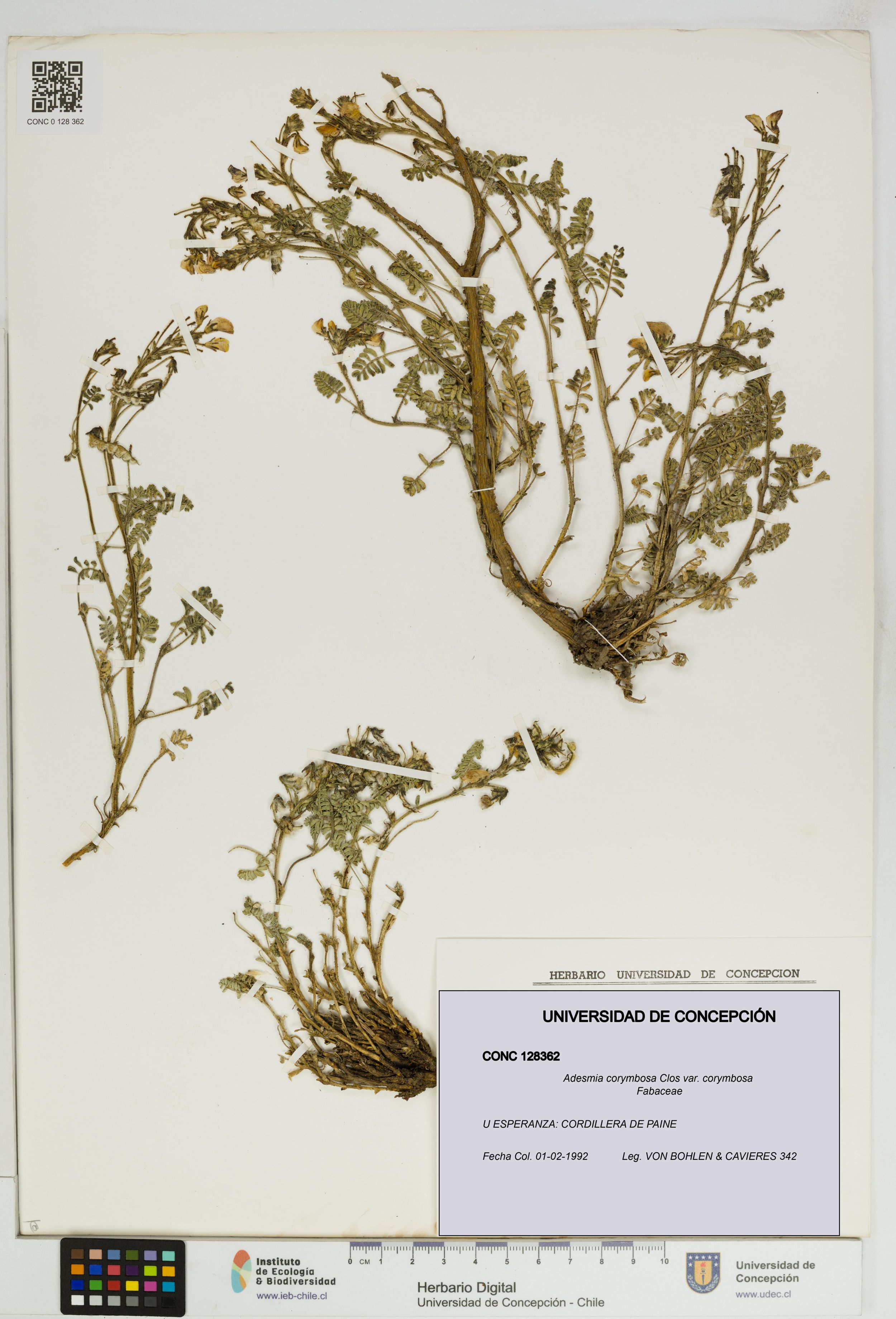 Adesmia corymbosa var. corymbosa [Espécimen: ]
