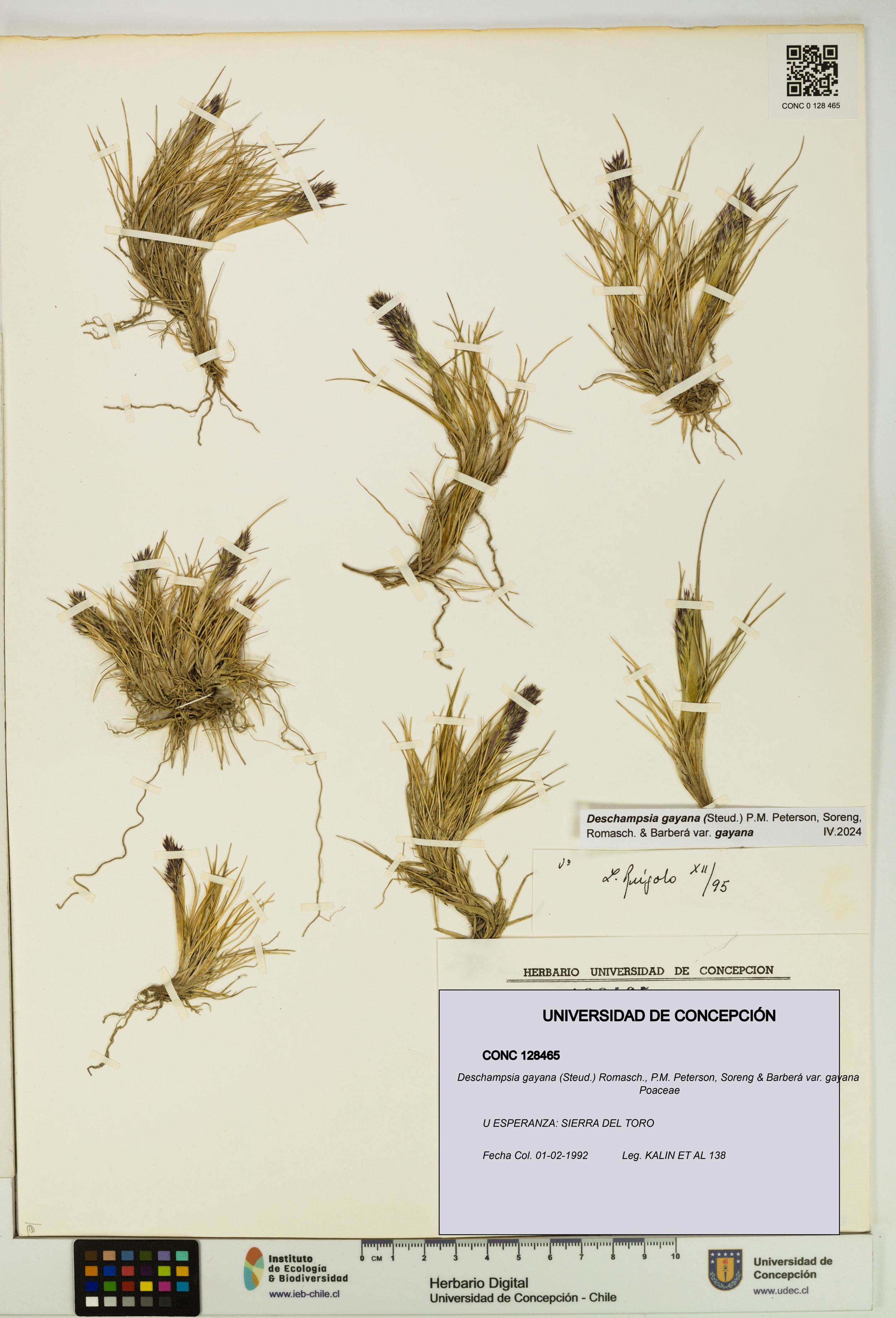 Deschampsia gayana var. gayana [Espécimen: ]