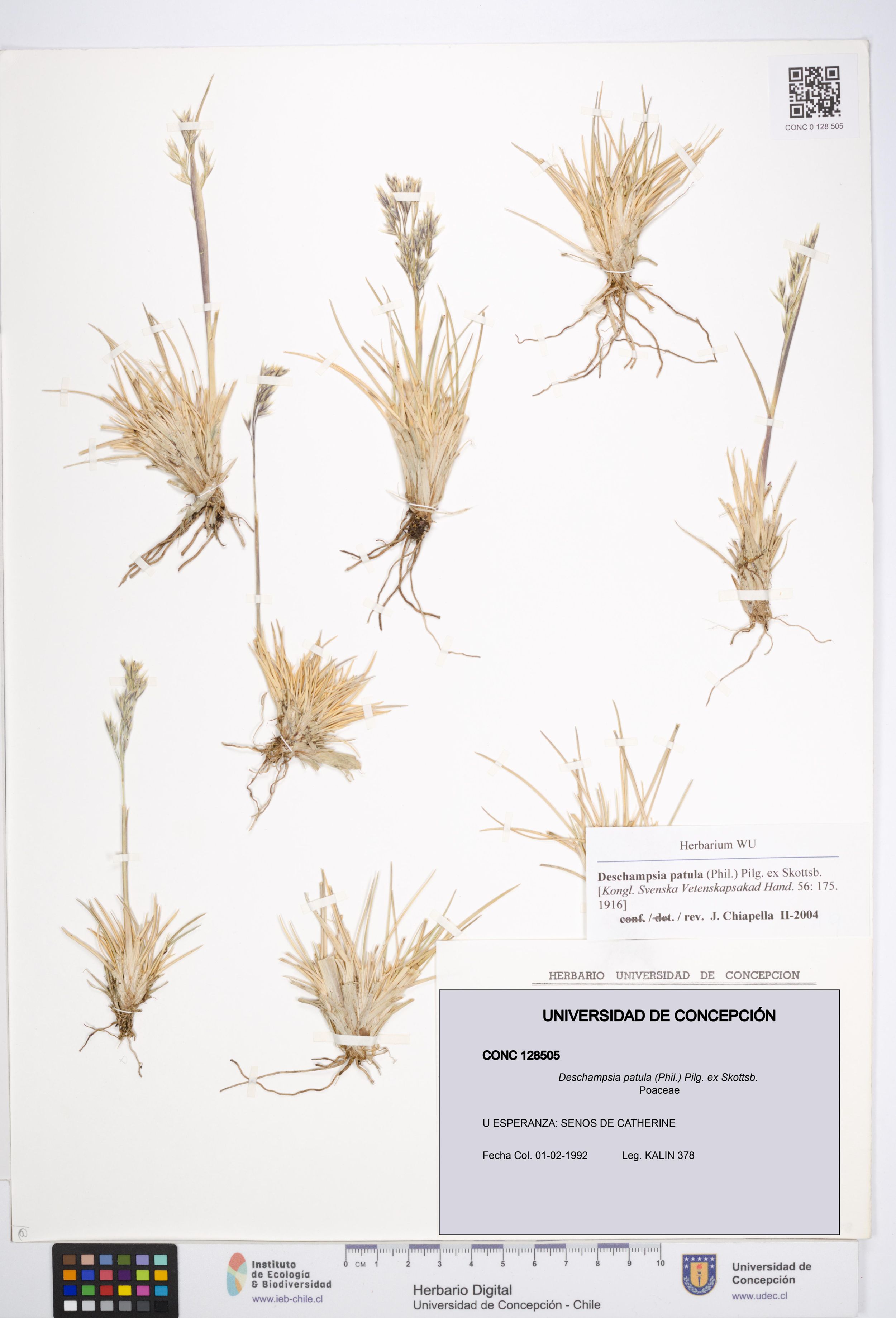 Deschampsia patula [Espécimen: ]