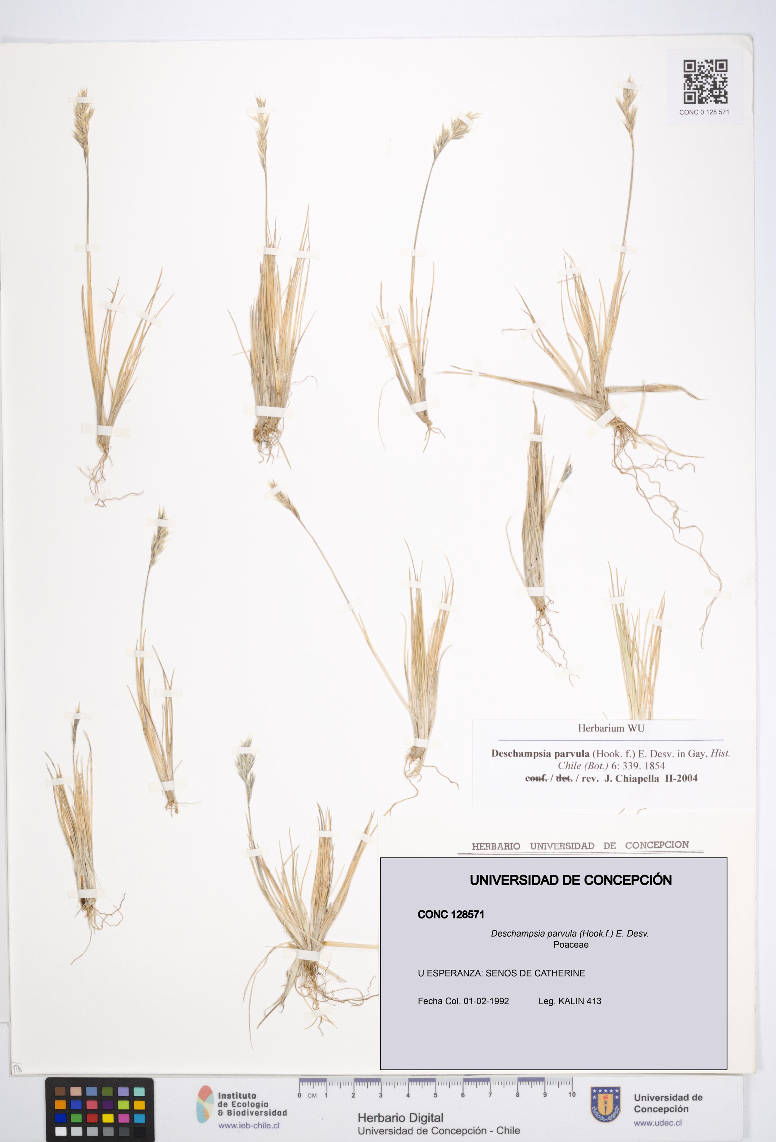 Deschampsia parvula [Espécimen: ]