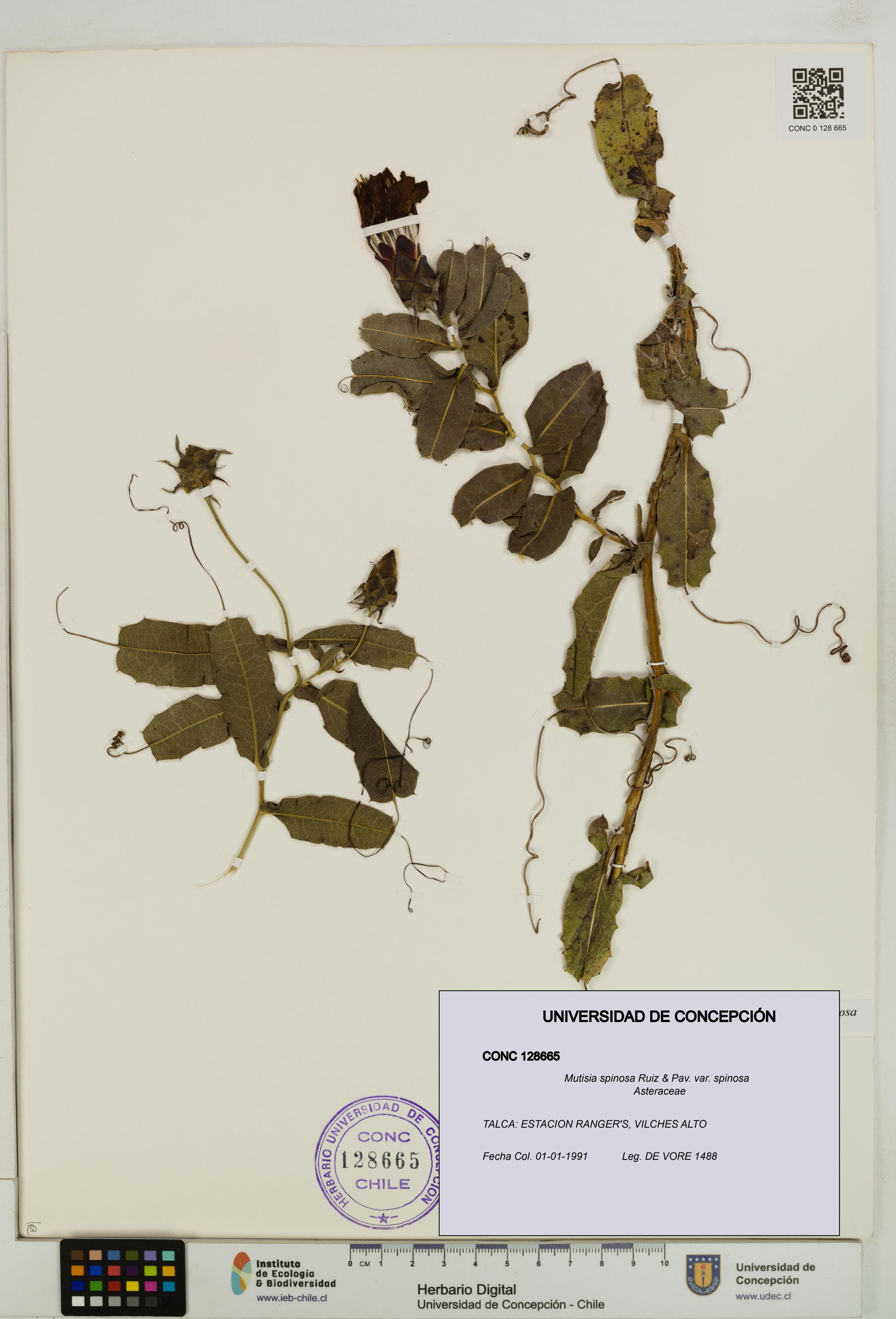 Mutisia spinosa var. spinosa [Espécimen: ]
