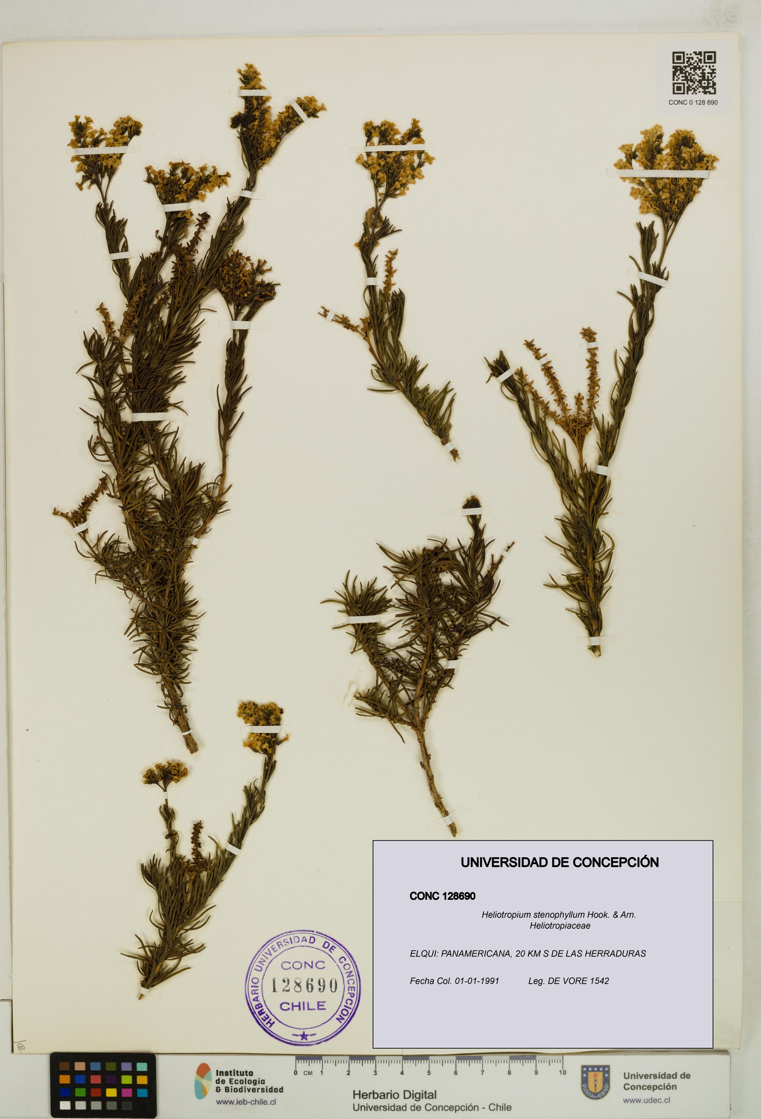 Heliotropium stenophyllum [Espécimen: ]