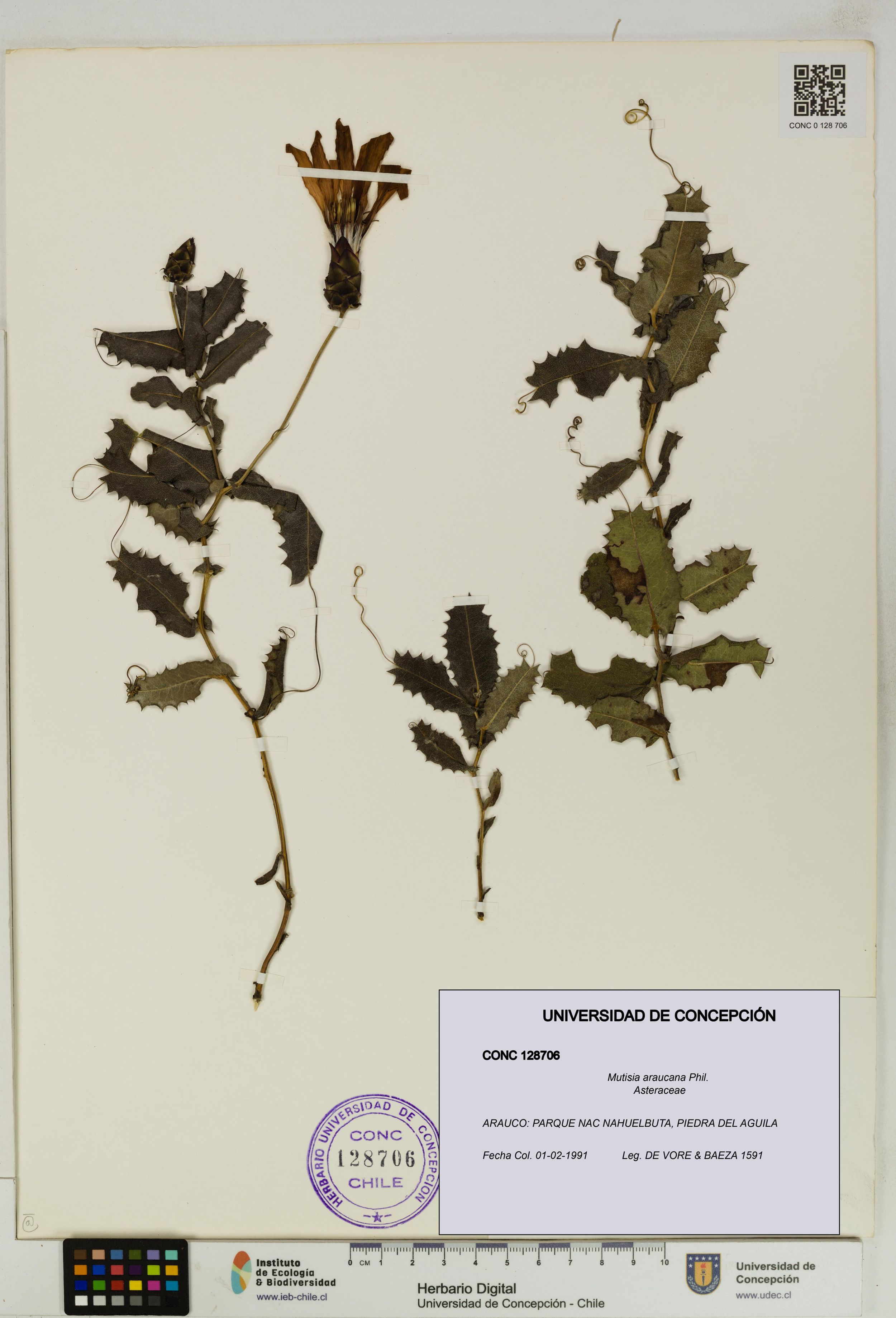 Mutisia araucana [Espécimen: ]