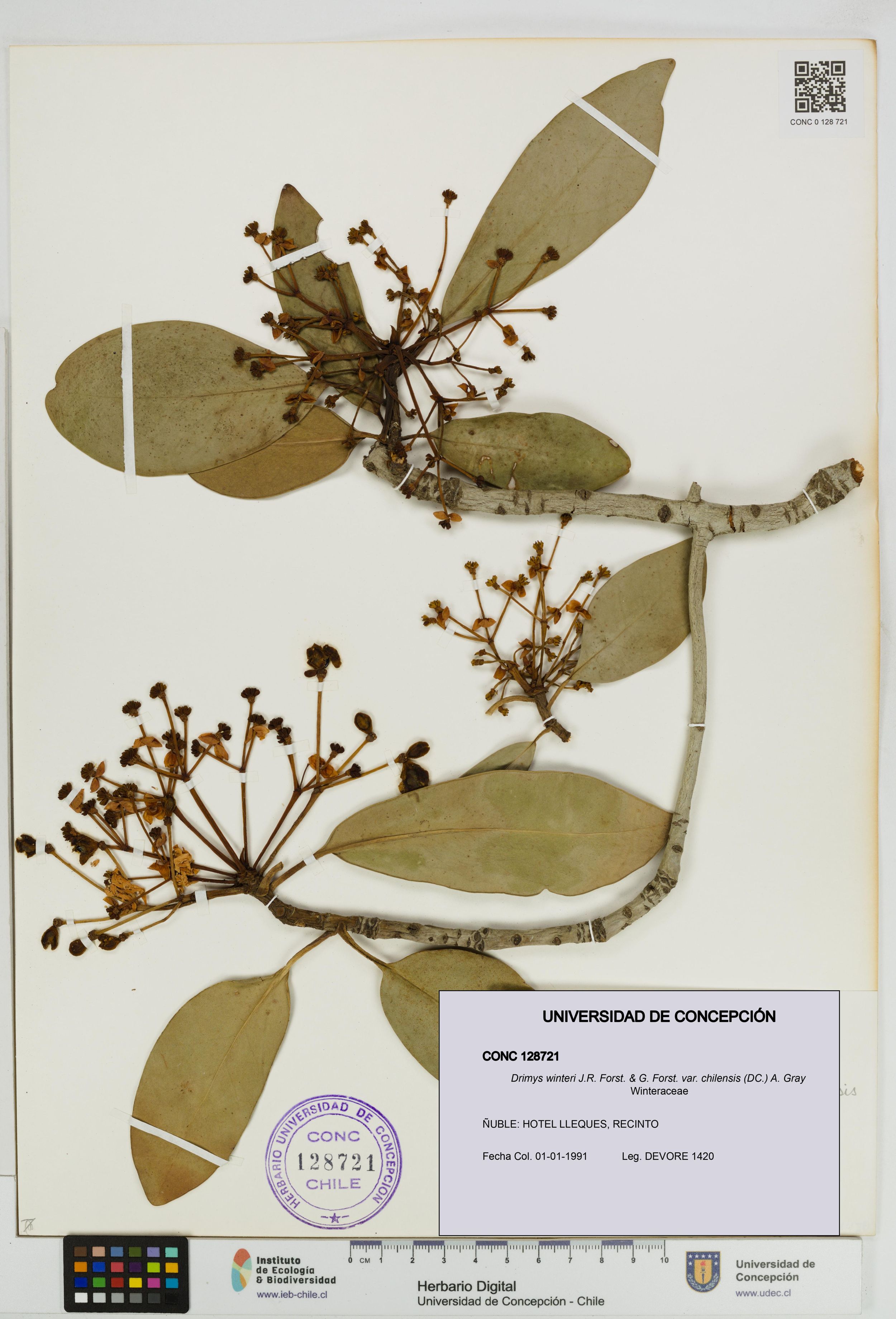 Drimys winteri var. chilensis [Espécimen: ]