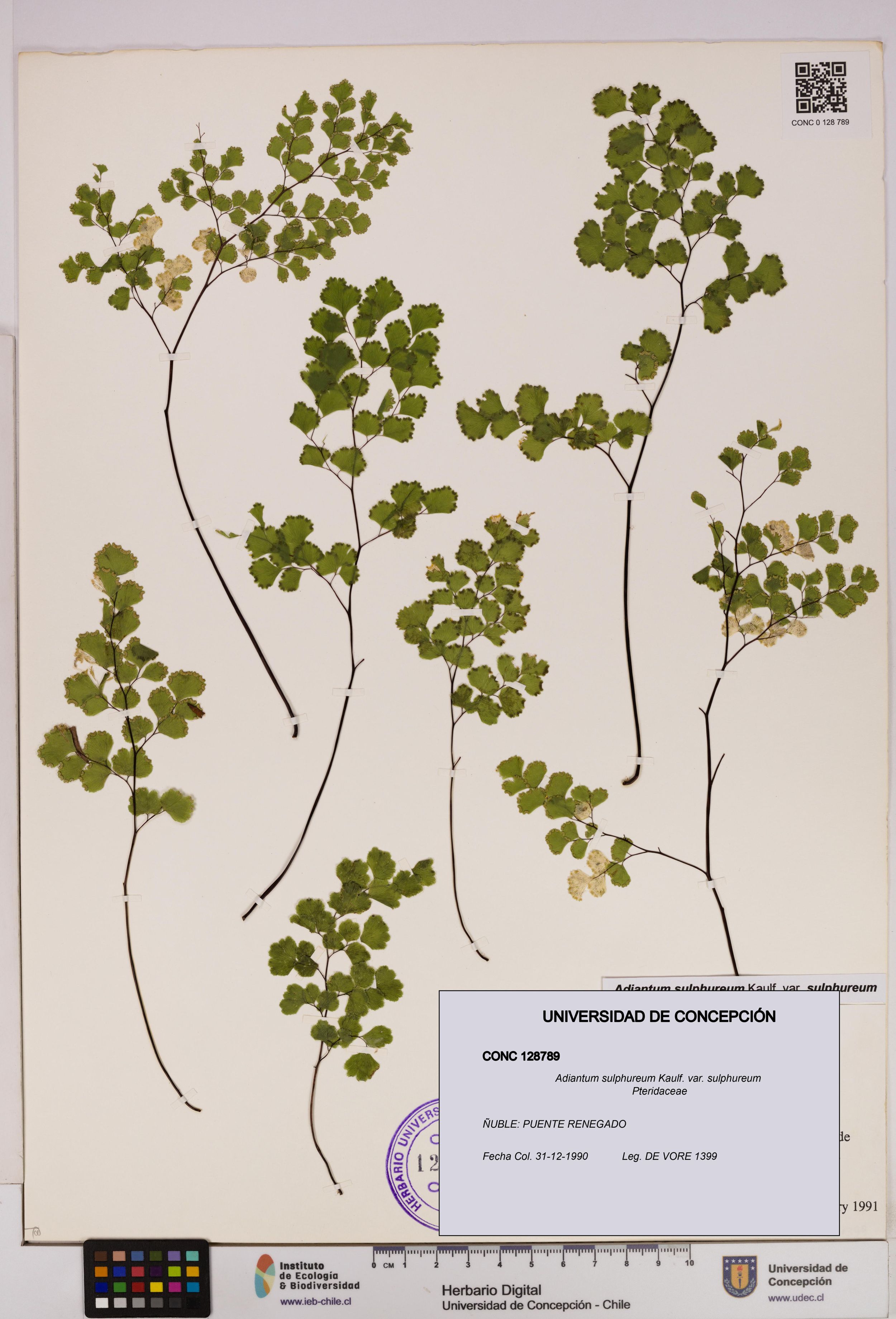 Adiantum sulphureum var. sulphureum [Espécimen: ]