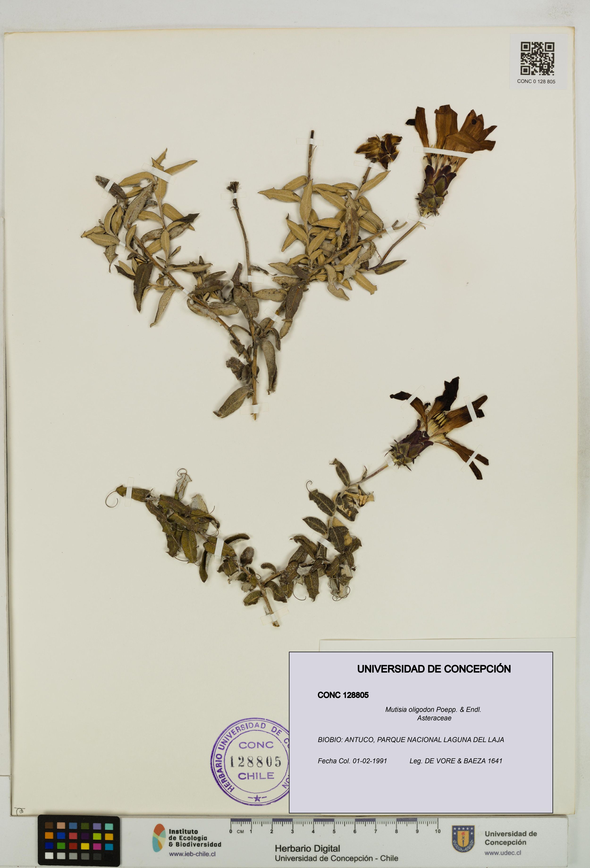Mutisia oligodon [Espécimen: ]