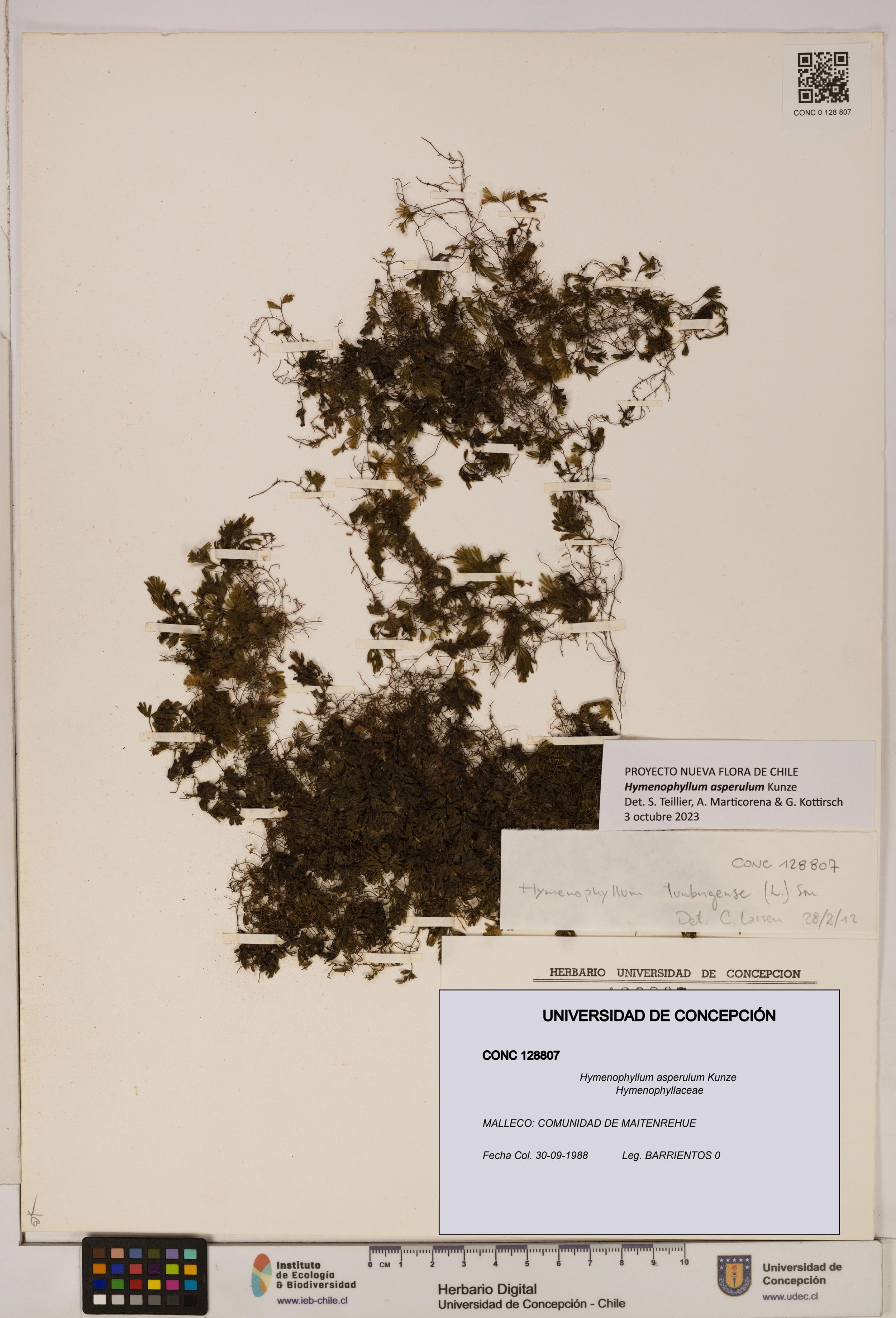 Hymenophyllum asperulum [Espécimen: ]