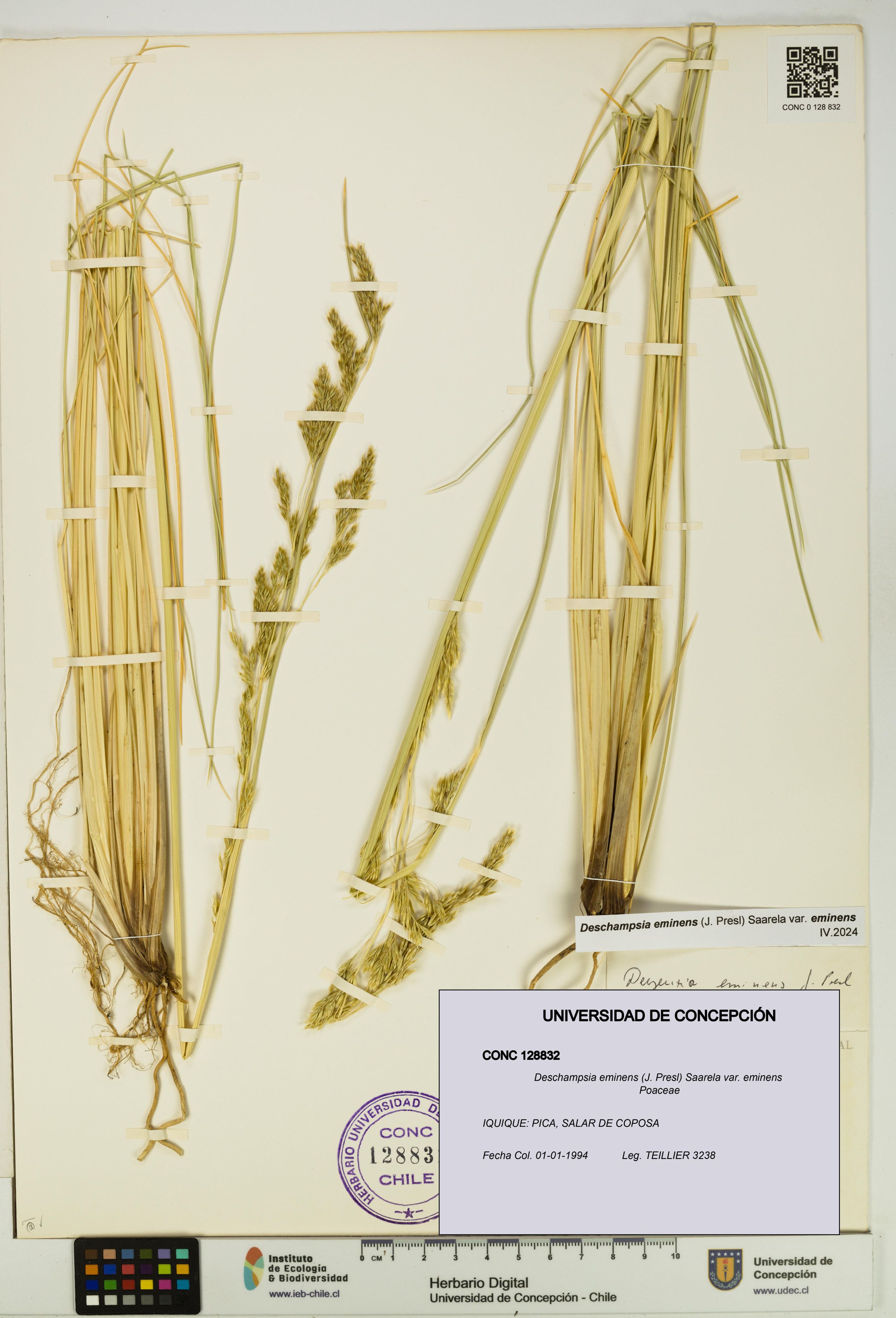 Deschampsia eminens [Espécimen: ]